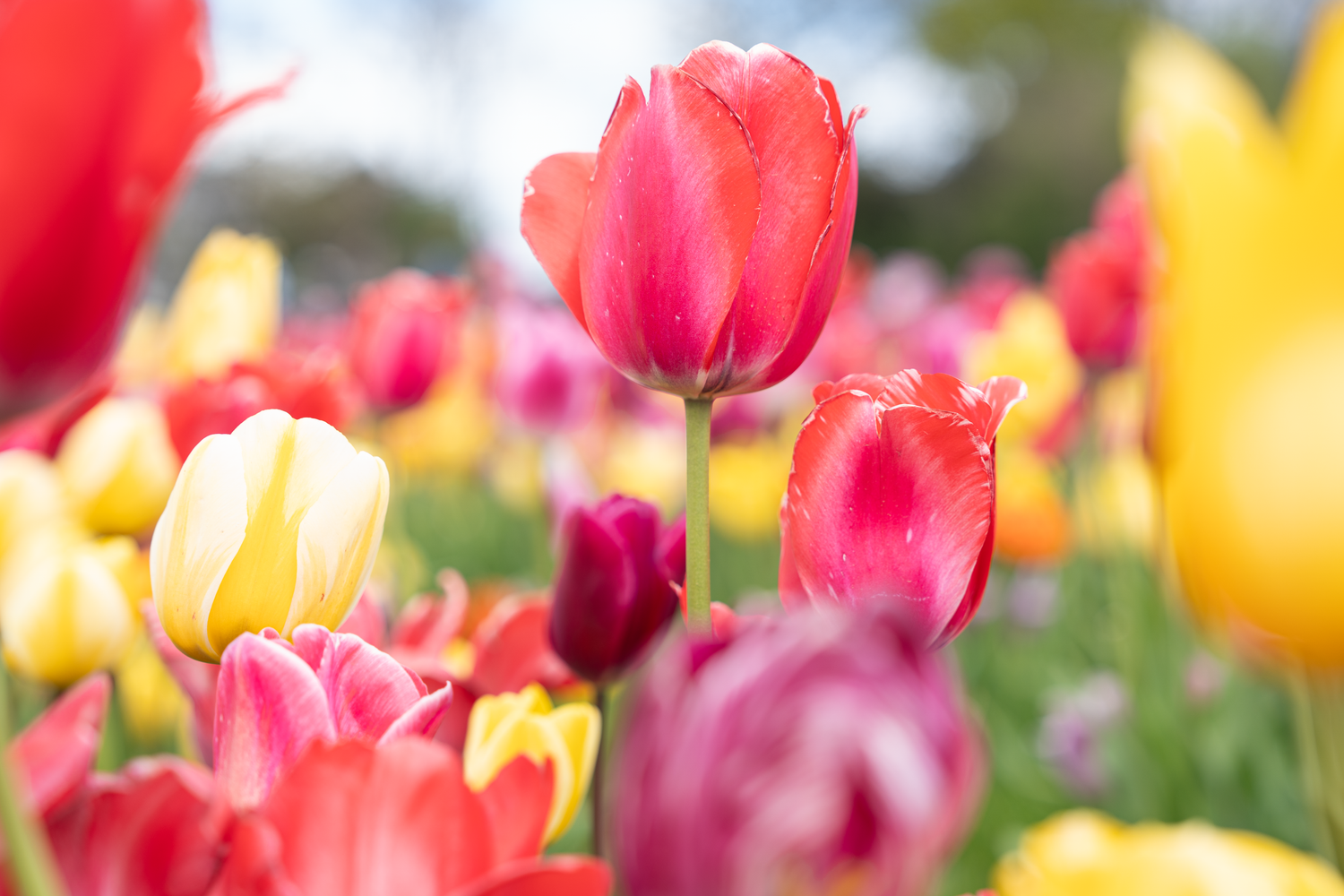 Vibrant tulip field blooming with red, yellow, pink, and purple flowers under a bright sky in spring.