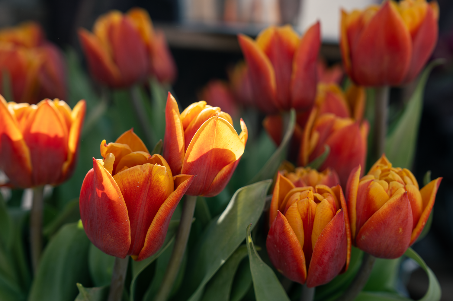 Vibrant red and yellow tulips in full bloom with green leaves in a stunning spring floral display.
