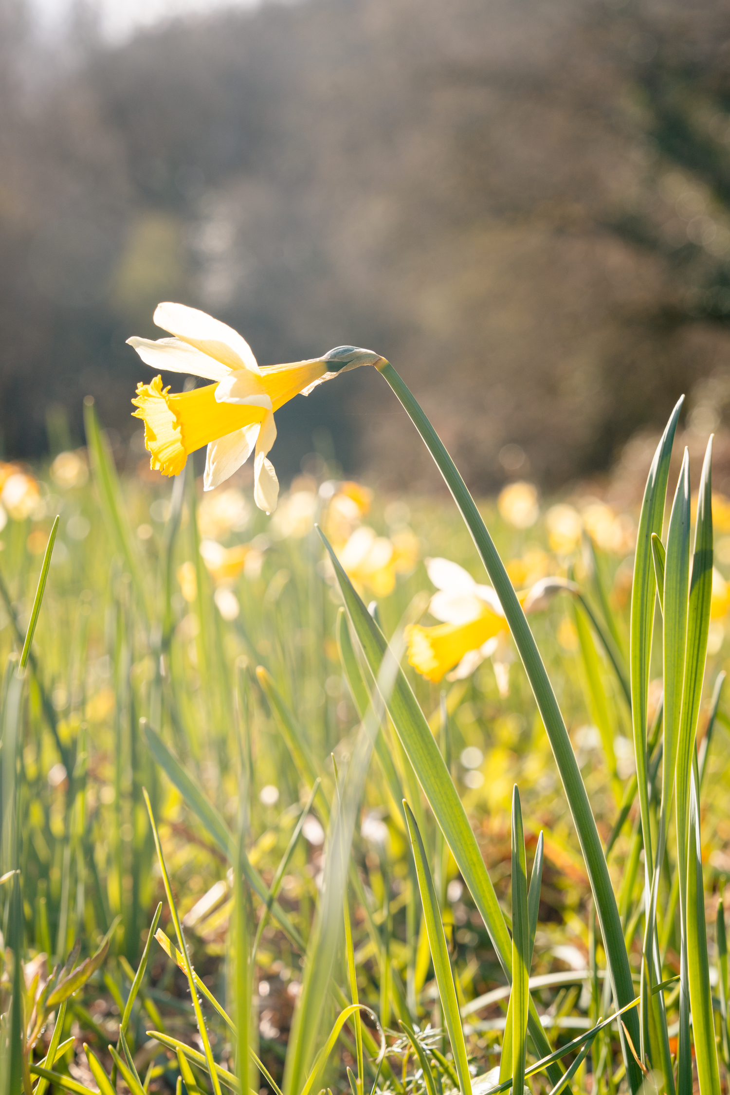 Yellow daffodils blooming in a sunlit spring garden with soft bokeh background and lush green foliage.