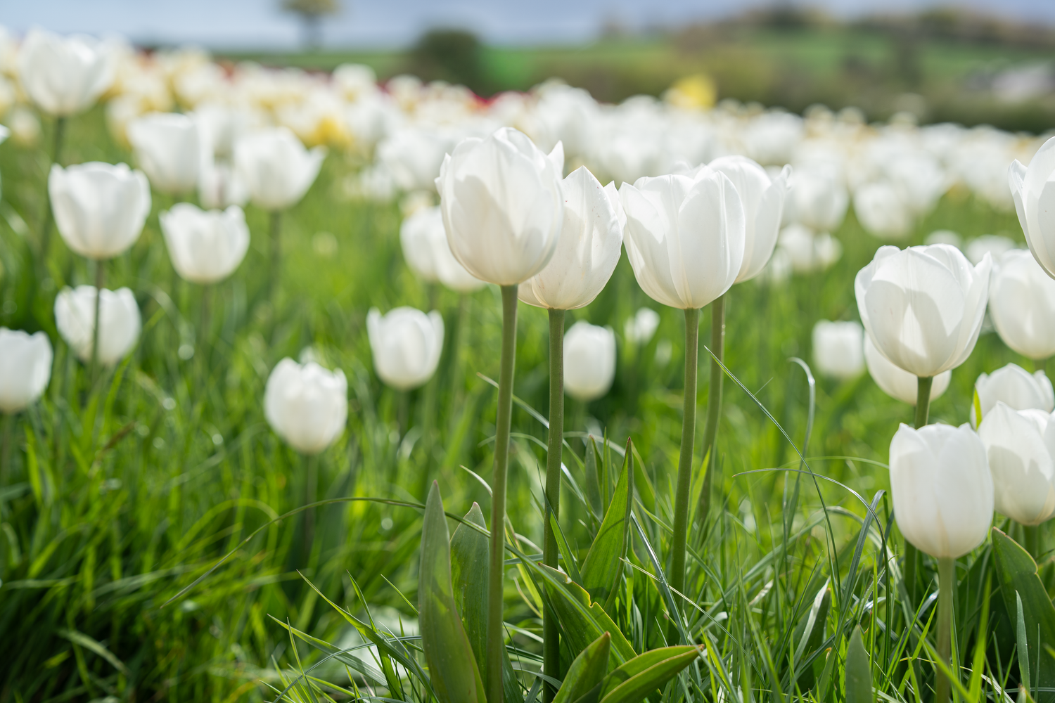 A field of white tulips in full bloom surrounded by lush green stems and leaves on a bright spring day.