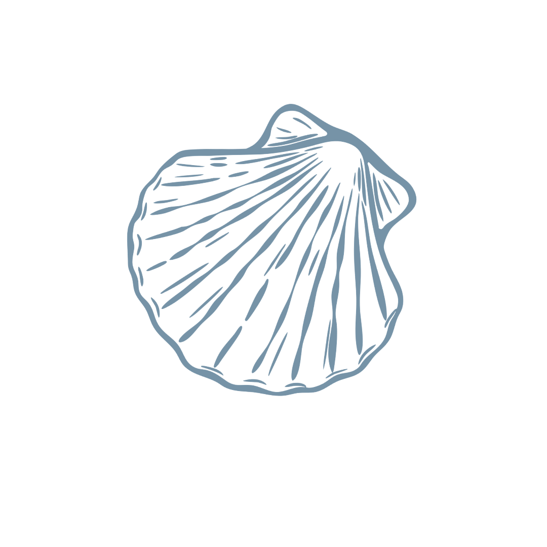 Detailed sketch illustration of a scallop seashell in soft blue-grey tones on white background.