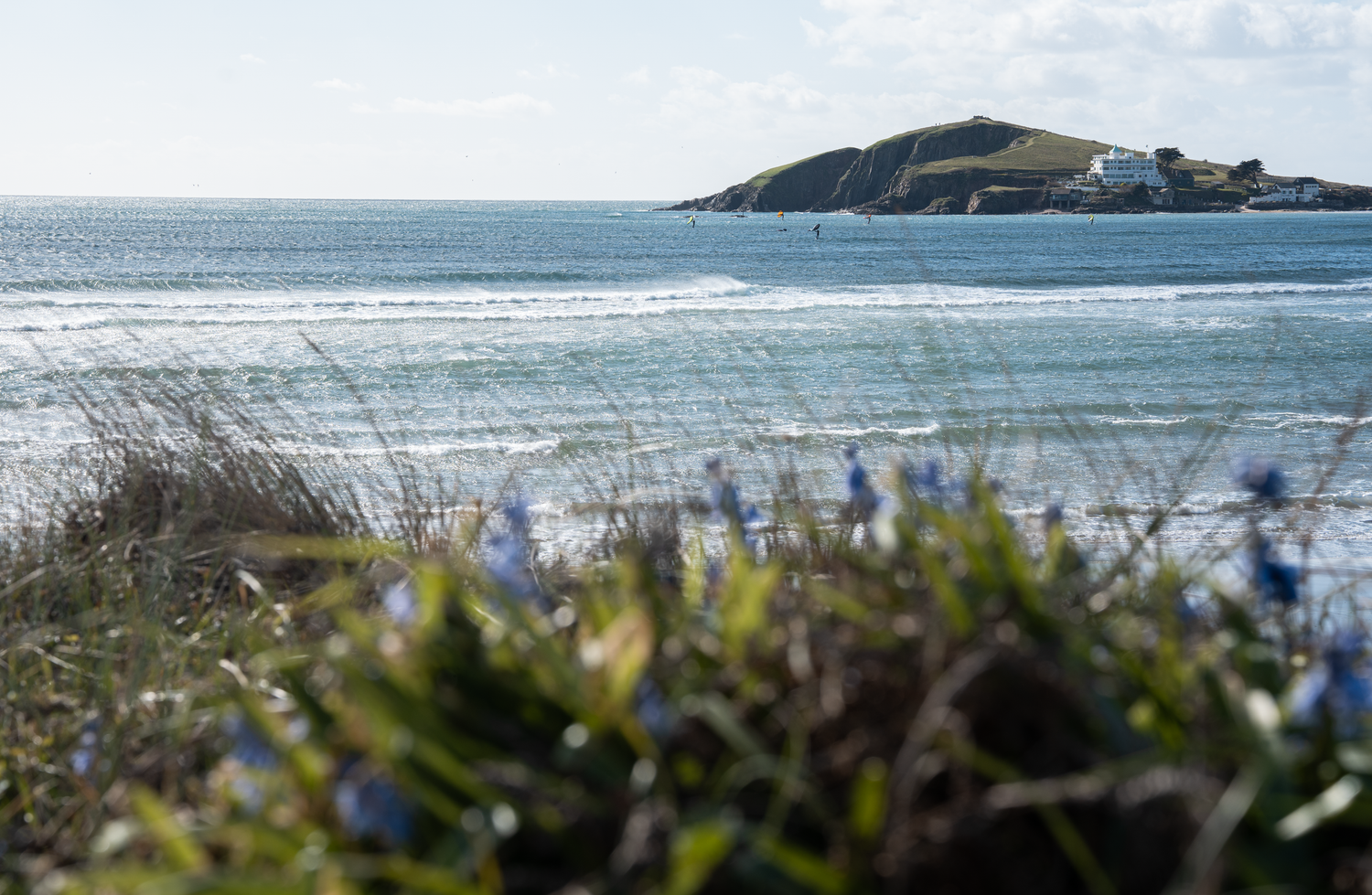 A scenic coastal view with blue wildflowers in the foreground and a small island offshore.