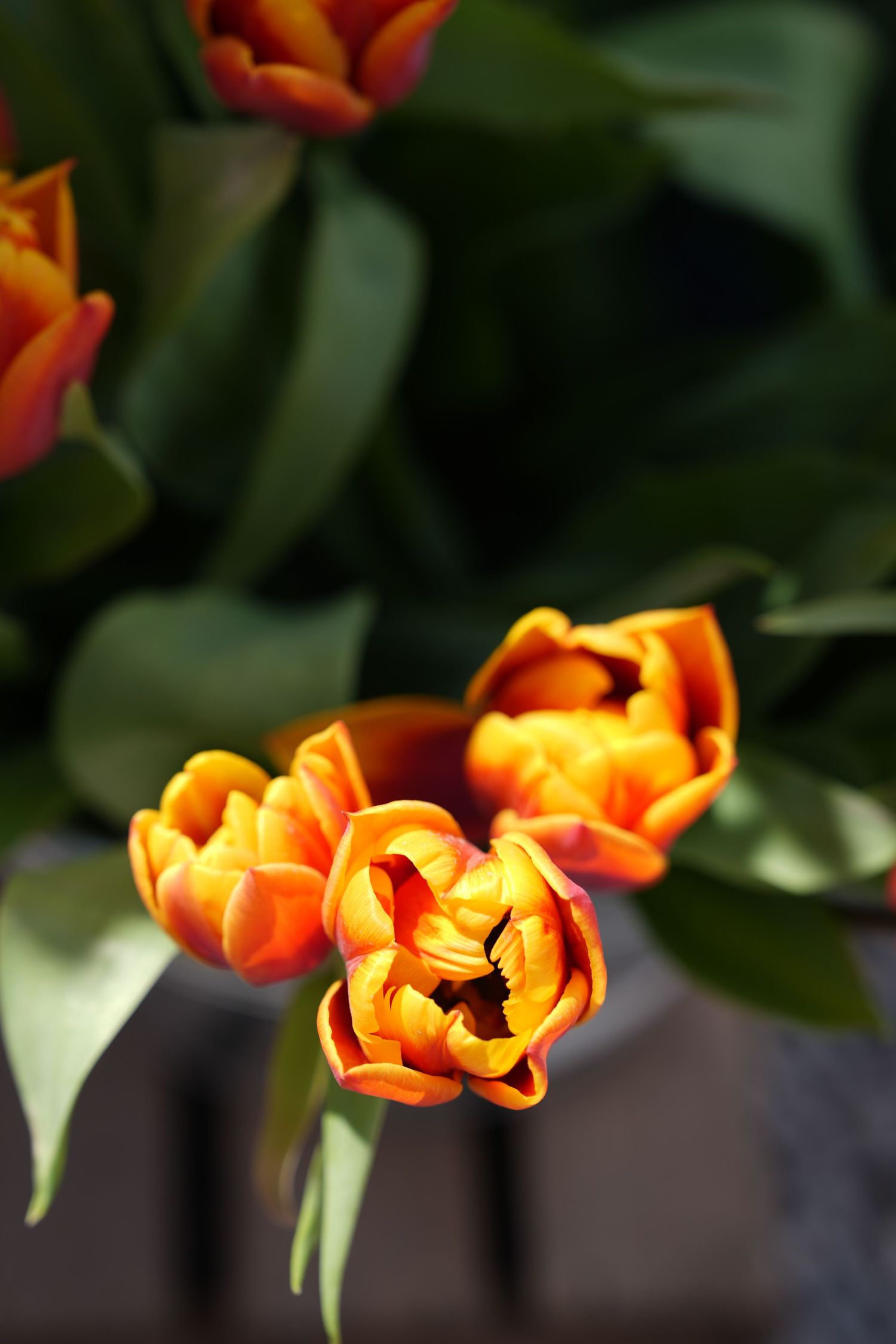 Vibrant orange and red double tulips in full bloom surrounded by lush green leaves in natural sunlight.