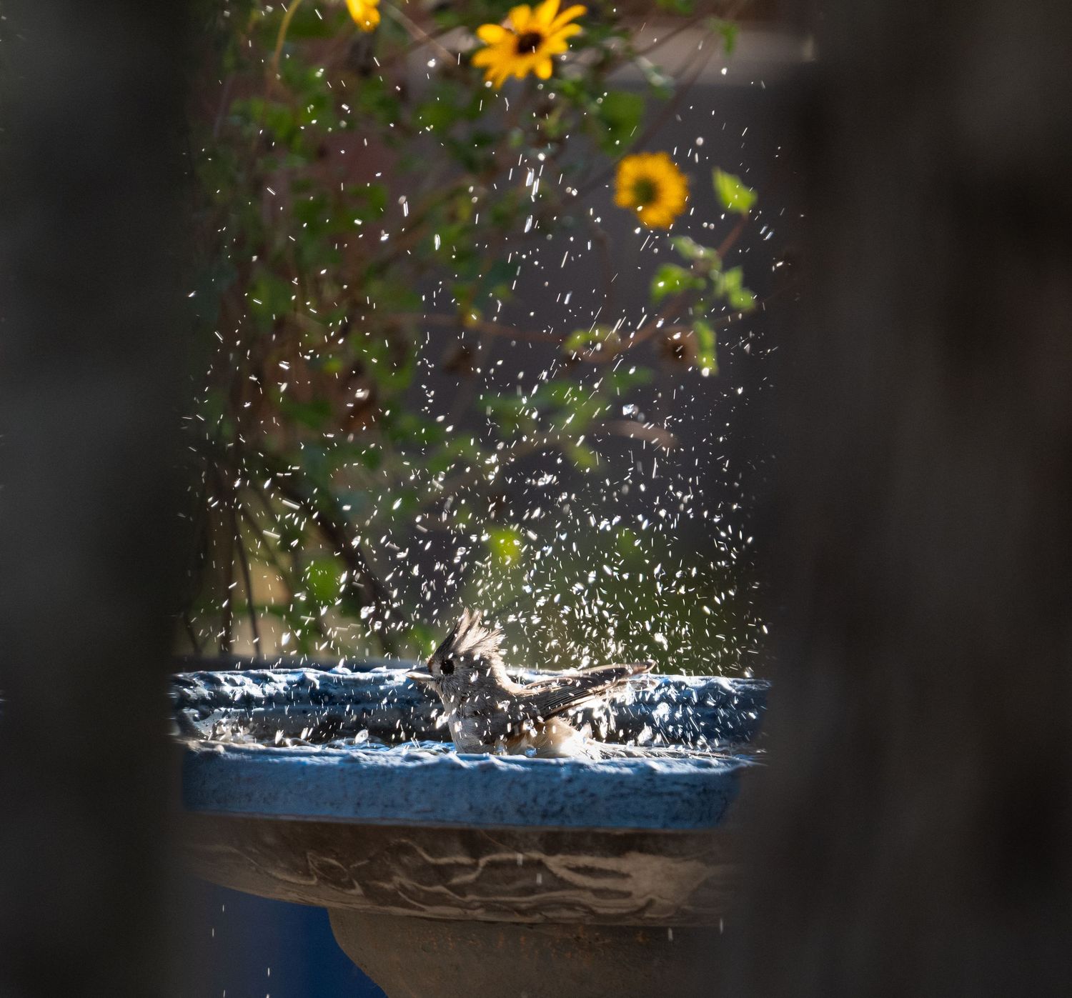 Small bird splashing in a water bath with droplets frozen mid-air, captured in a natural outdoor setting.