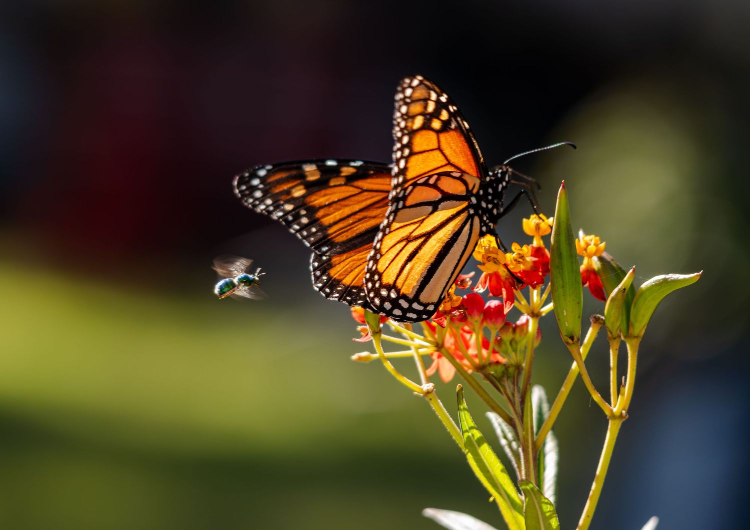 Monarch butterfly perched on a flower with a bee nearby, captured in a colorful natural setting.