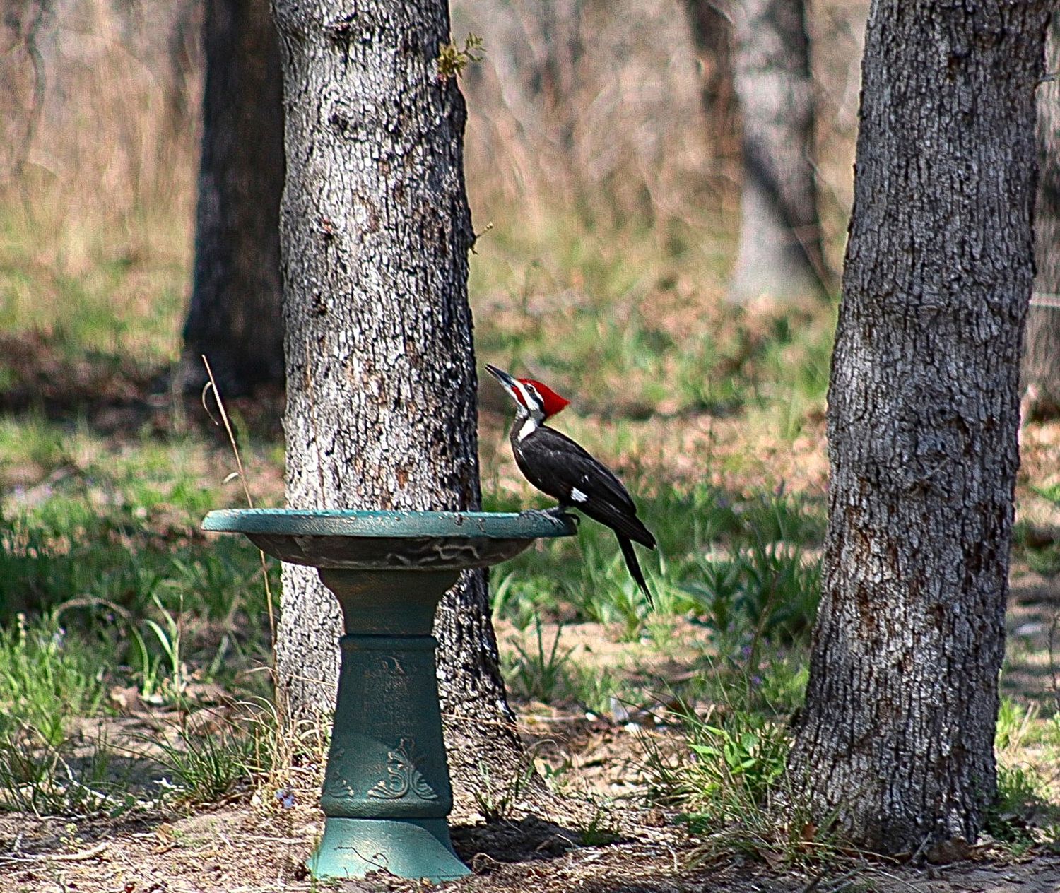 A pileated woodpecker pauses on a birdbath surrounded by trees in a quiet rural landscape.