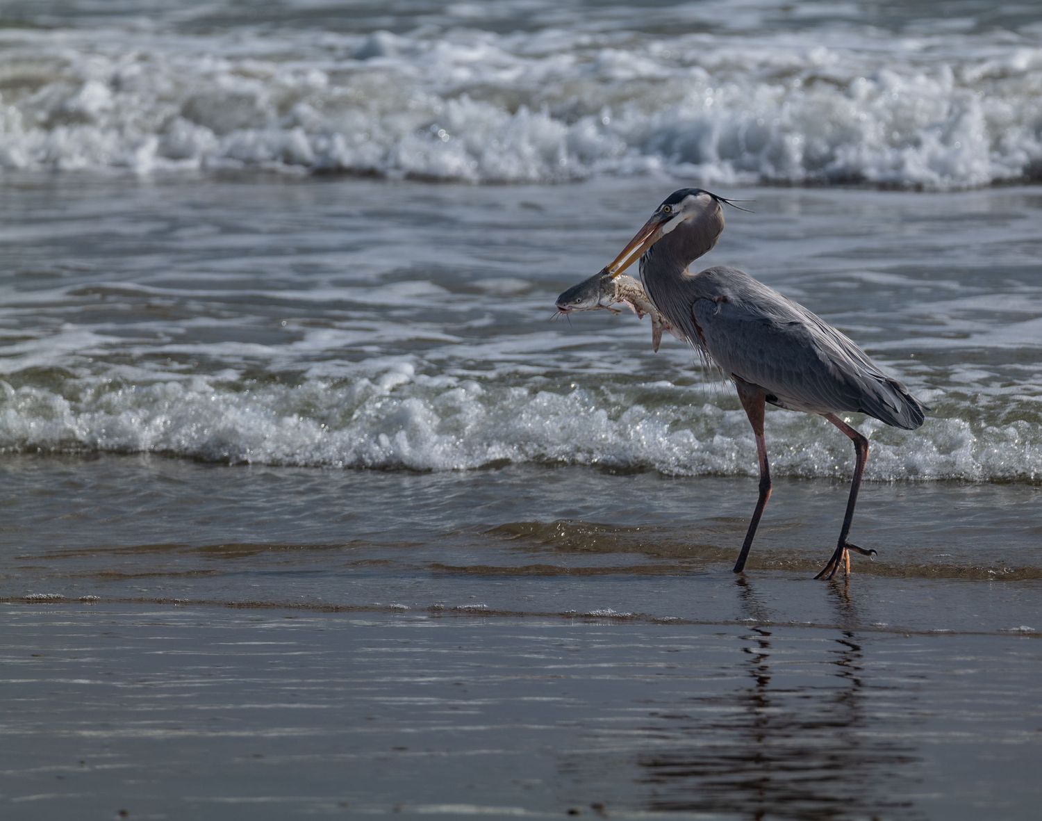 Great blue heron walking along the shoreline with a fish in its beak as waves roll in behind it.