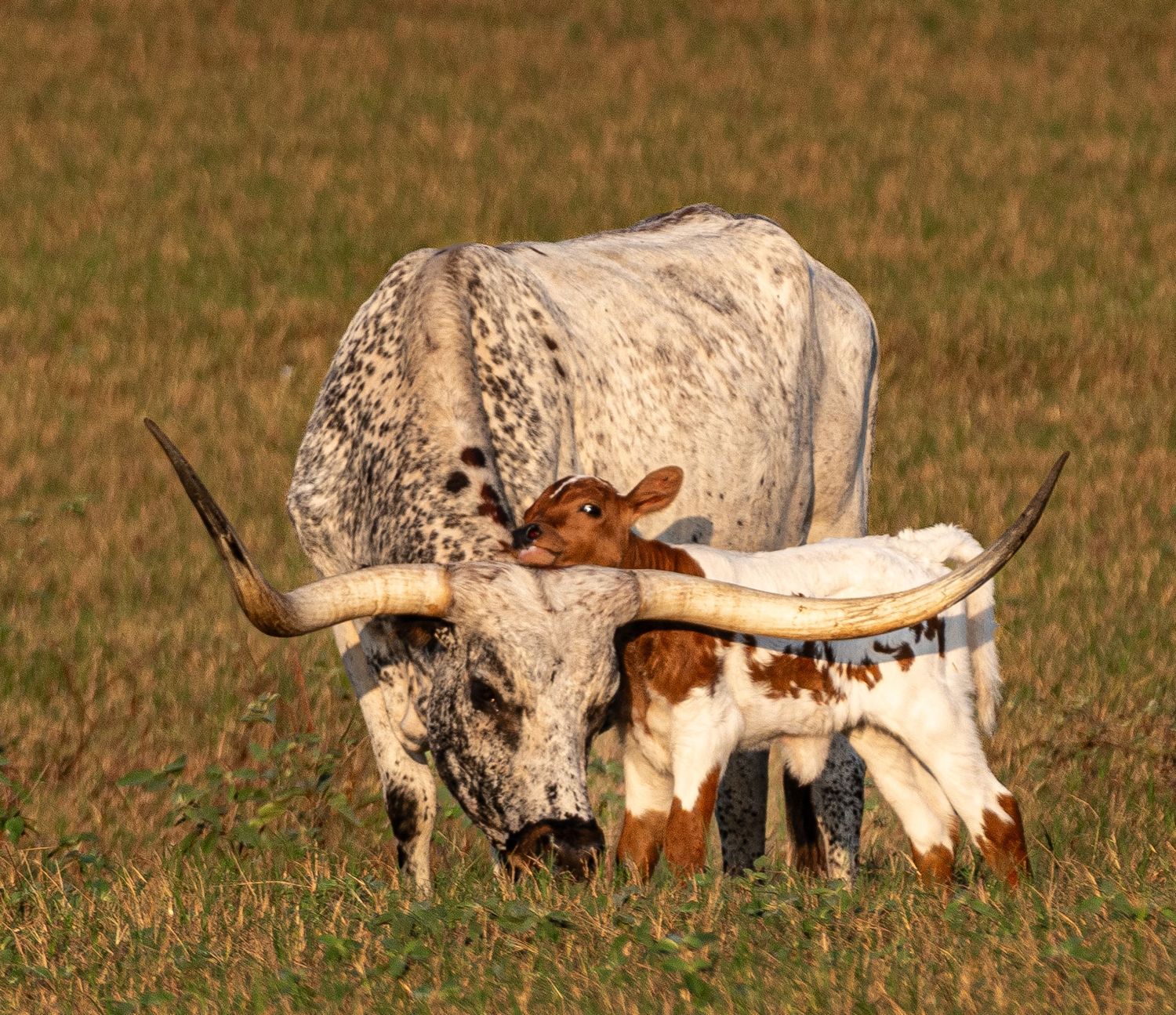 Texas longhorn cow with calf resting against its head in a rural pasture at golden hour.