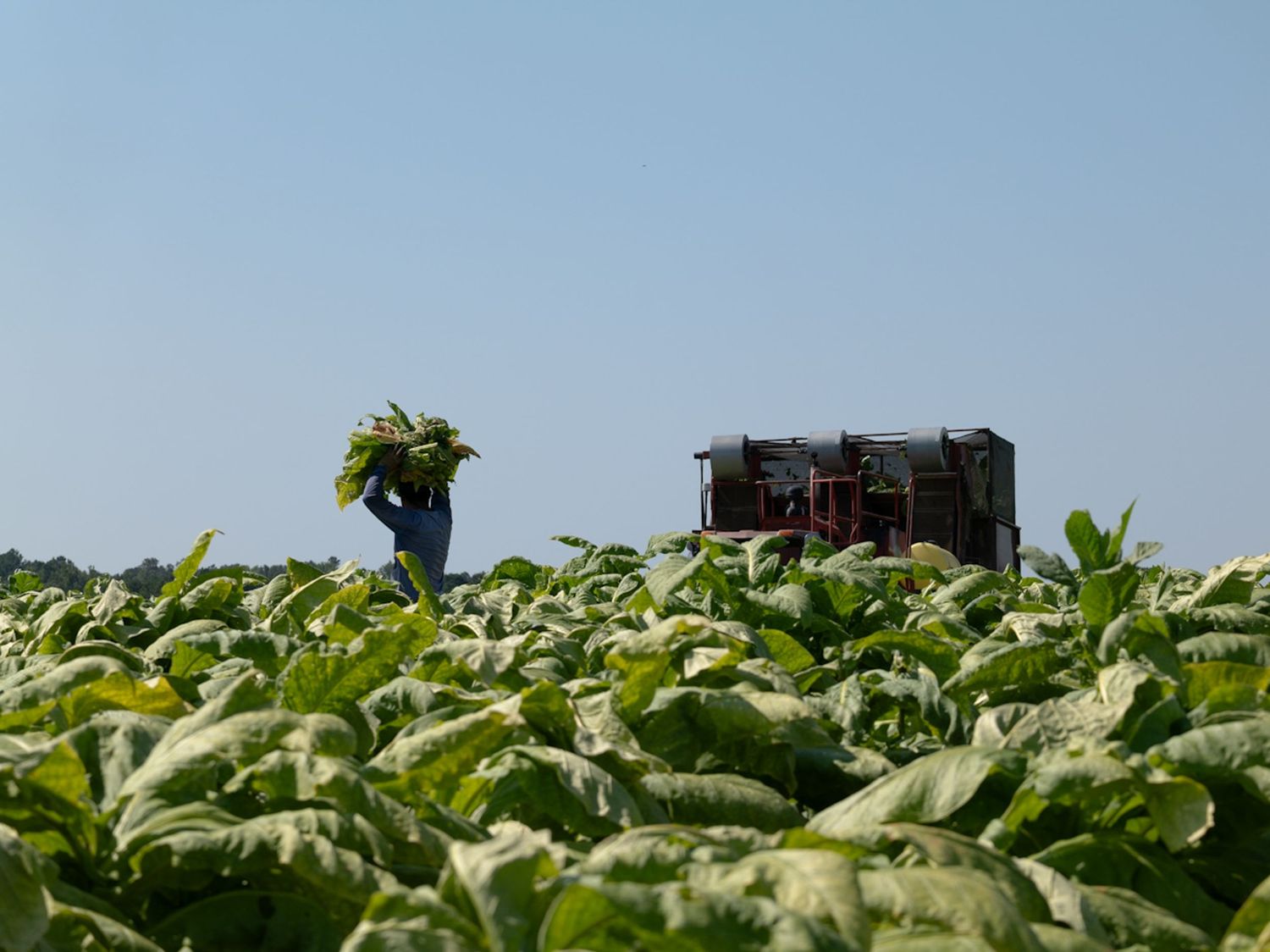 Farm worker harvesting tobacco leaves in a rural Virginia field, carrying crops toward harvesting equipment.