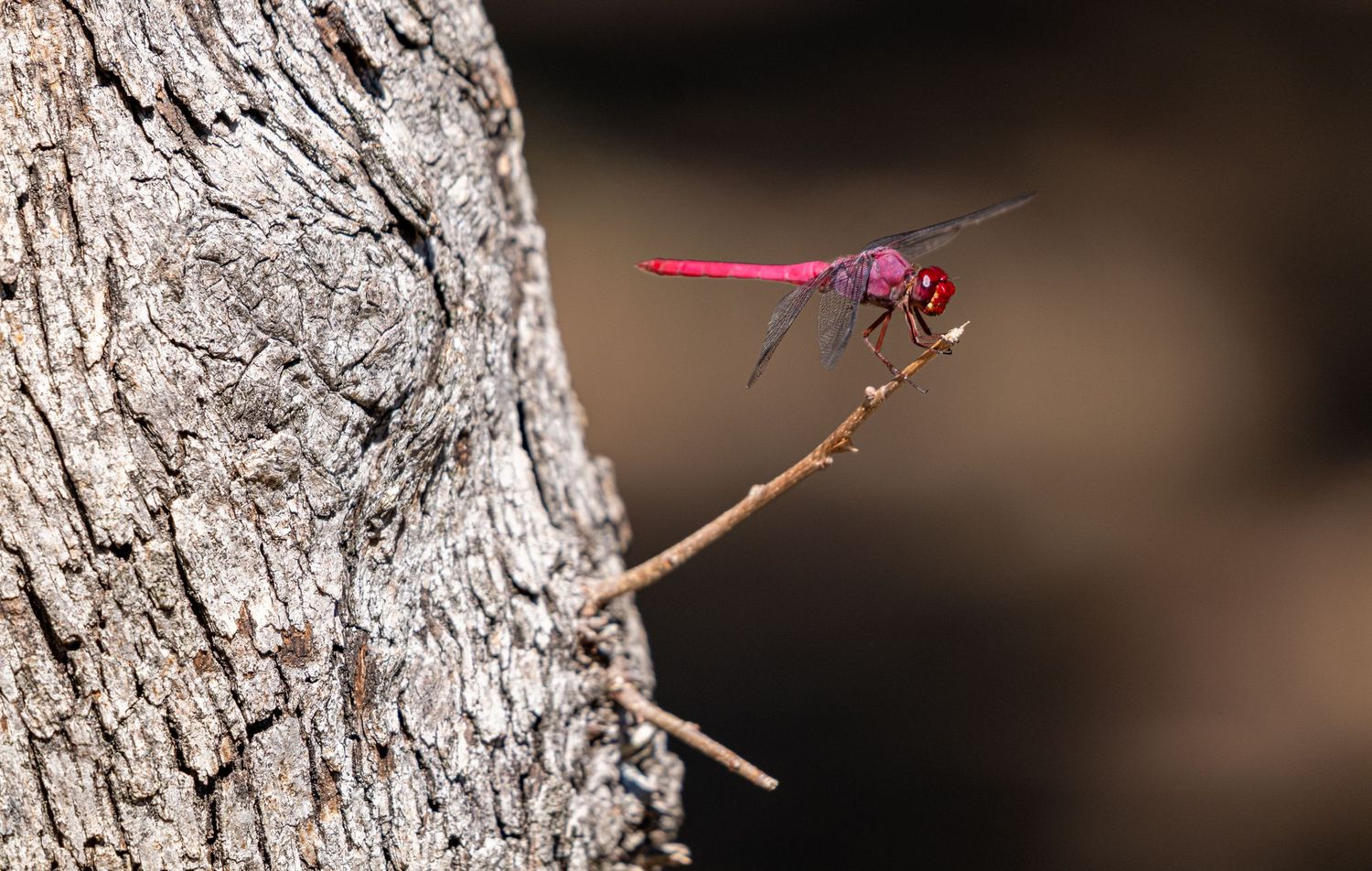 A vivid red dragonfly resting on a branch against rough tree bark, highlighting contrast and detail in the natural landscape.