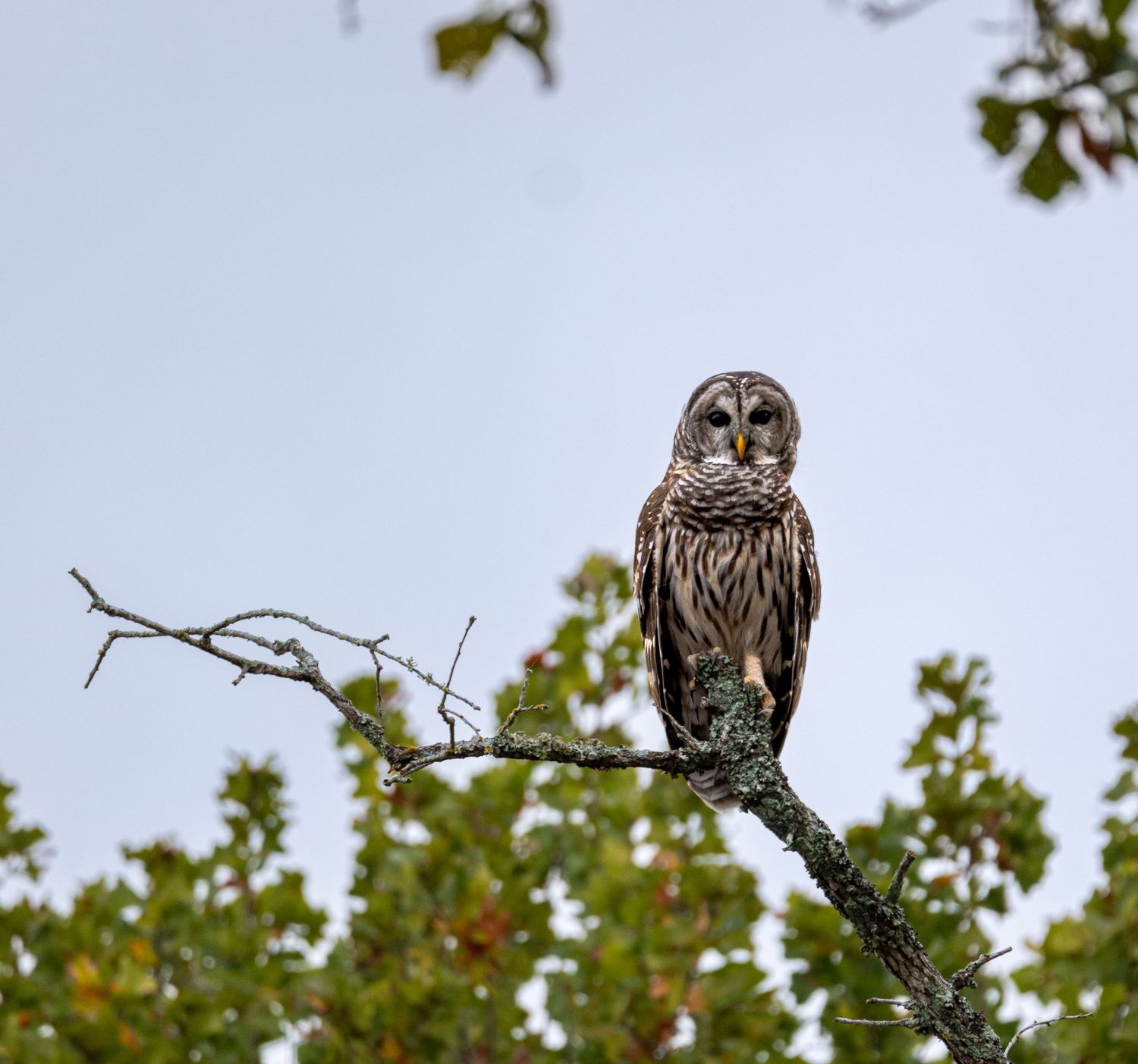 Barred owl perched on a tree branch in Texas, captured in a quiet moment against a soft natural background.