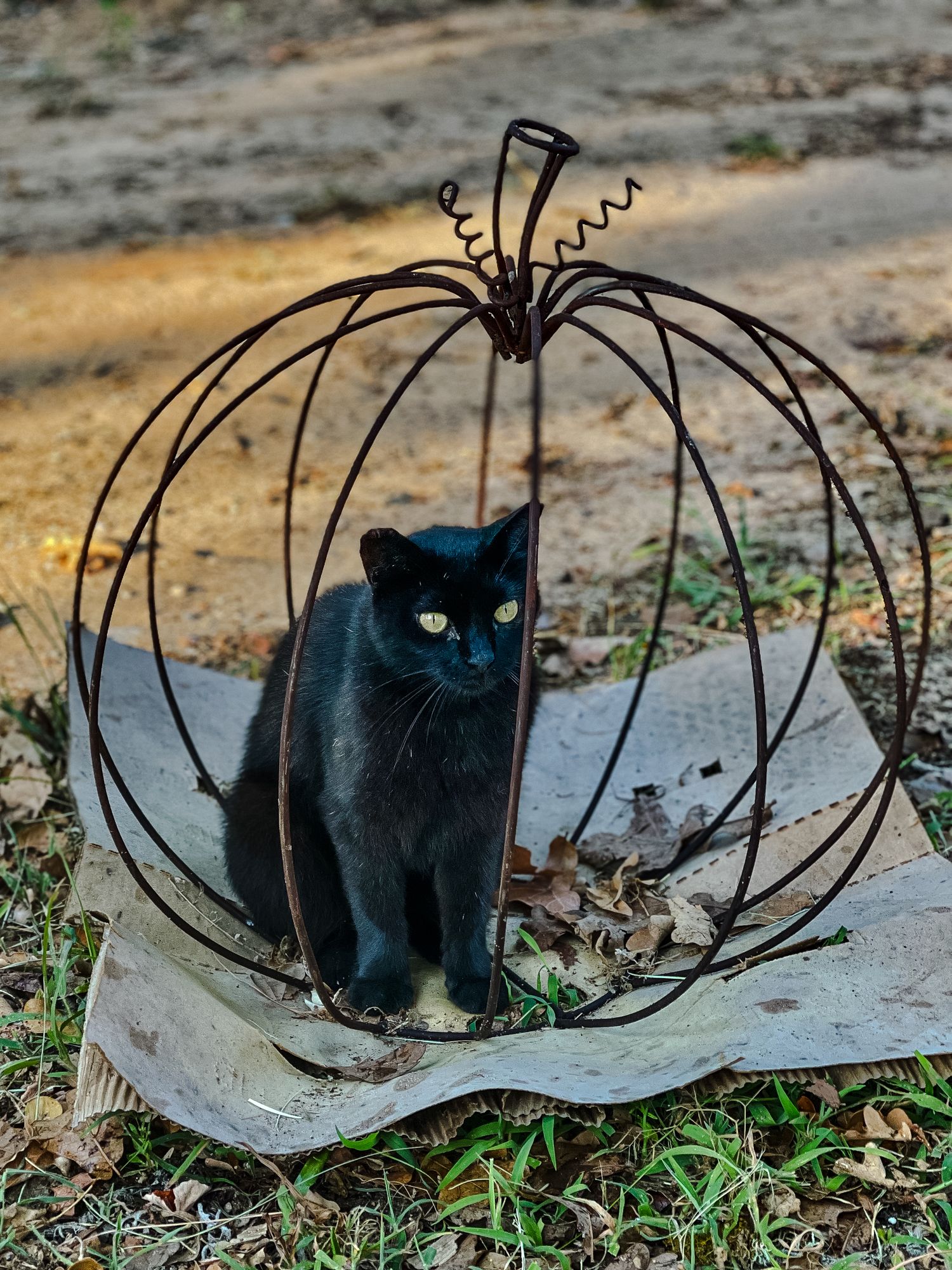 Black cat sitting inside a rustic wire frame outdoors, creating a moody and symbolic scene in a rural setting.