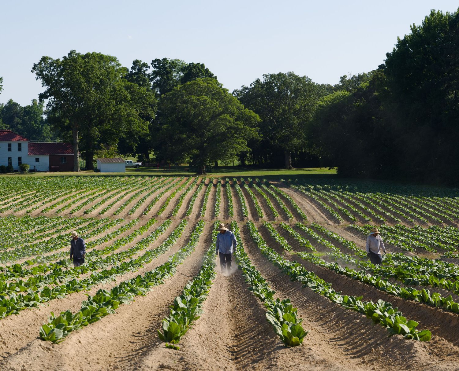 Farm workers tending rows of tobacco crops in a rural Virginia field.