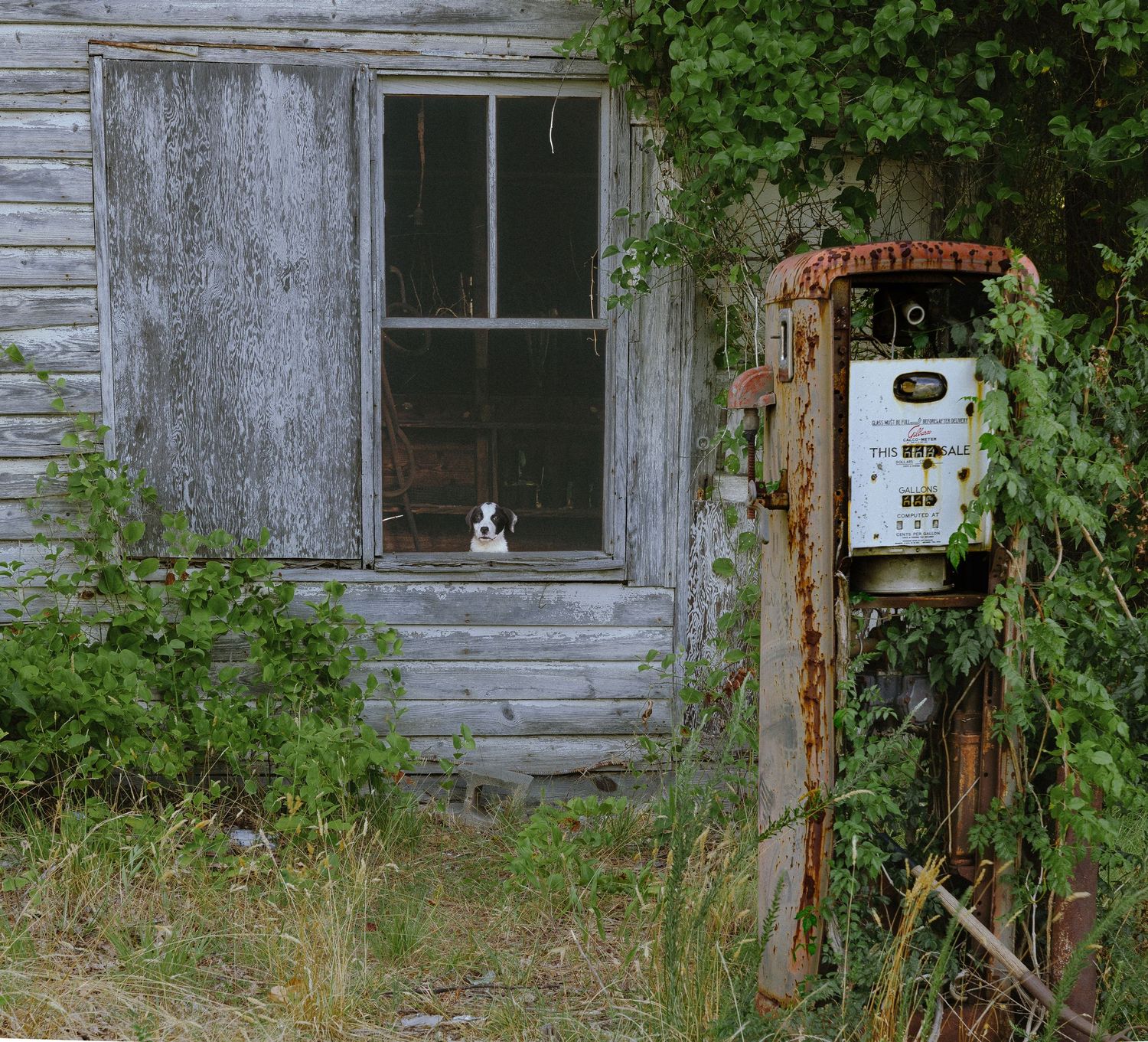A dog watches from a weathered window in an abandoned town, with a rusted gas pump and overgrown surroundings showing signs of time and negl
