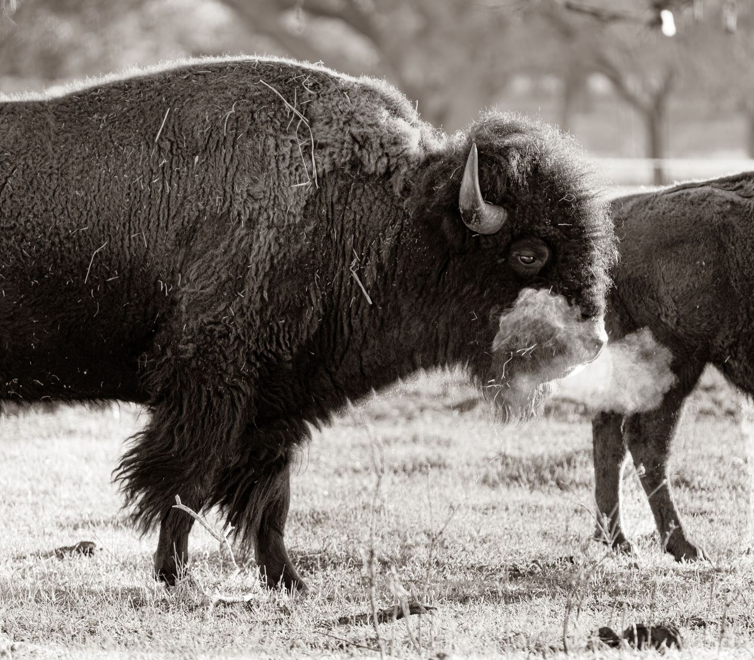 American bison standing in a rural field with visible breath in cold air, captured in a natural setting.
