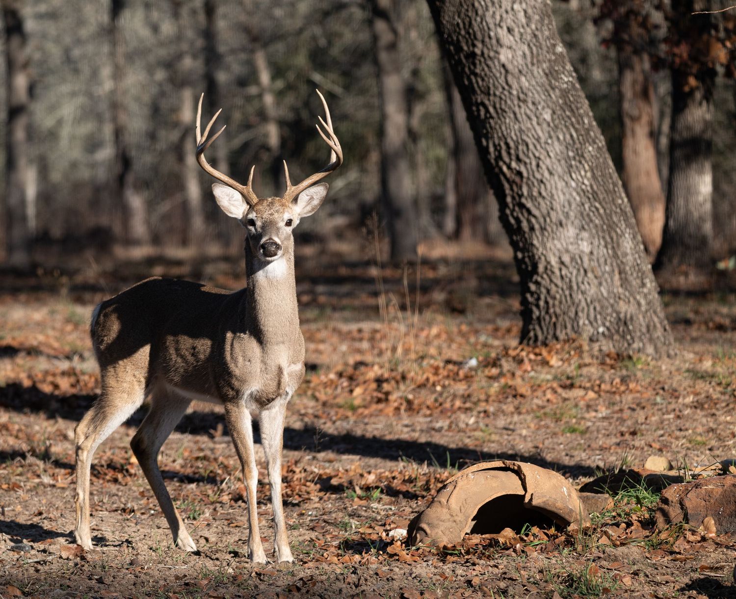 White-tailed deer standing in a wooded rural Texas landscape with dry leaves and trees in the background.