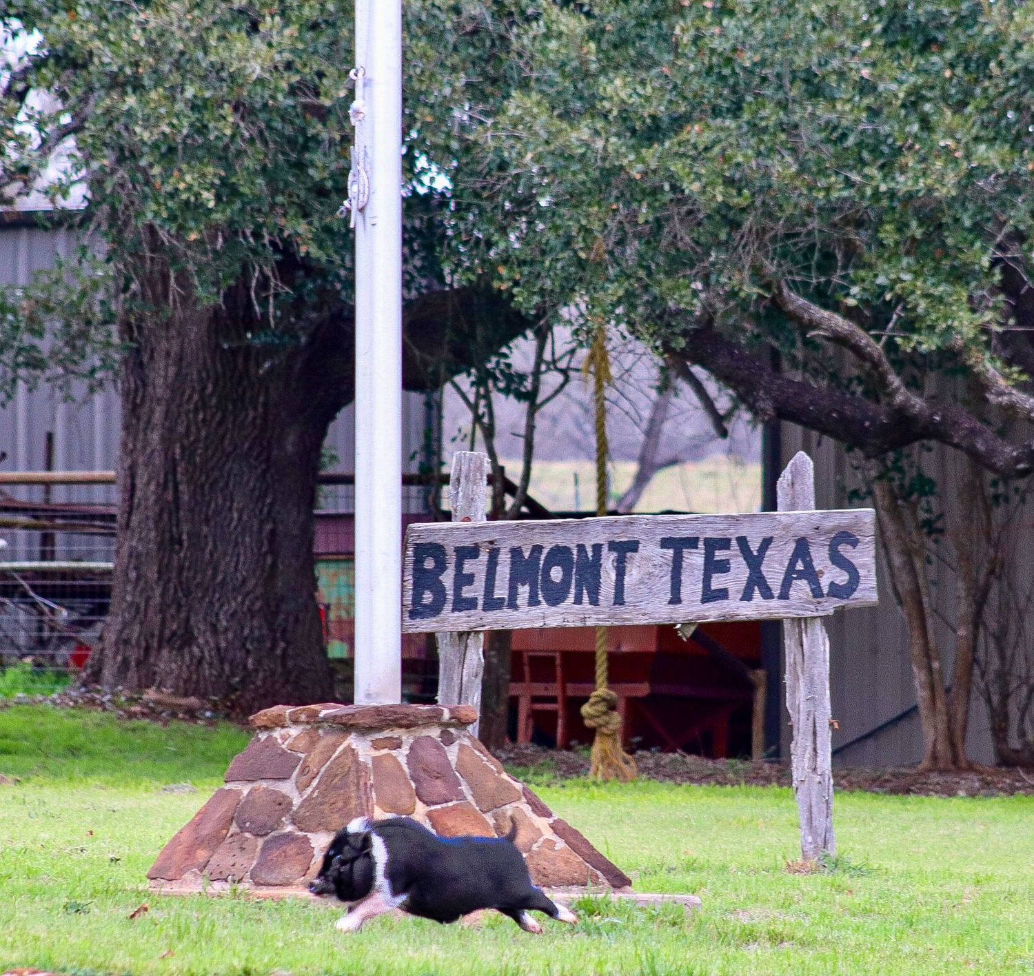 Wooden “Belmont Texas” sign in downtown Belmont with a pig running across a grassy yard in a rural setting.
