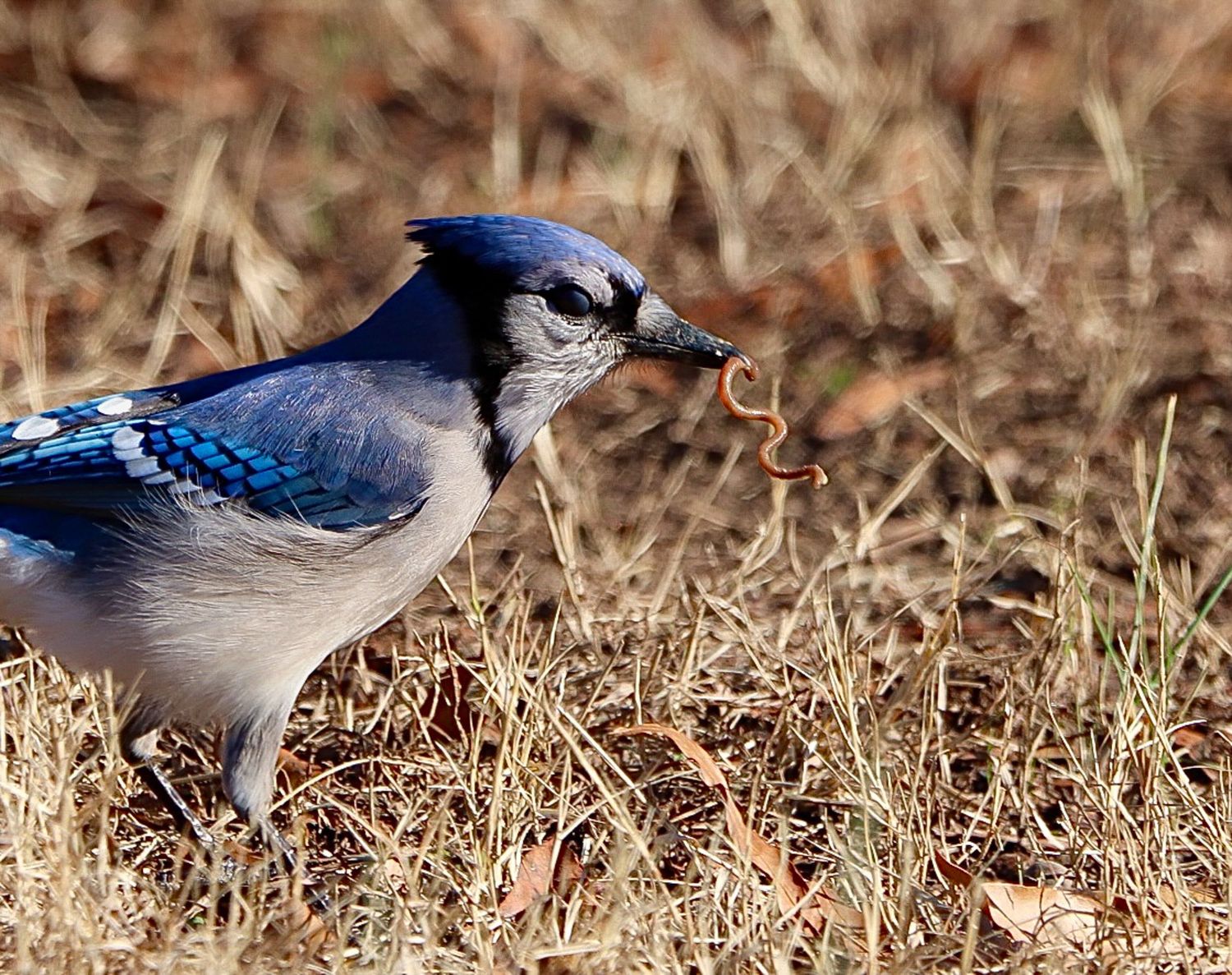 Blue jay holding a worm in its beak while standing in dry grass in a natural outdoor setting.