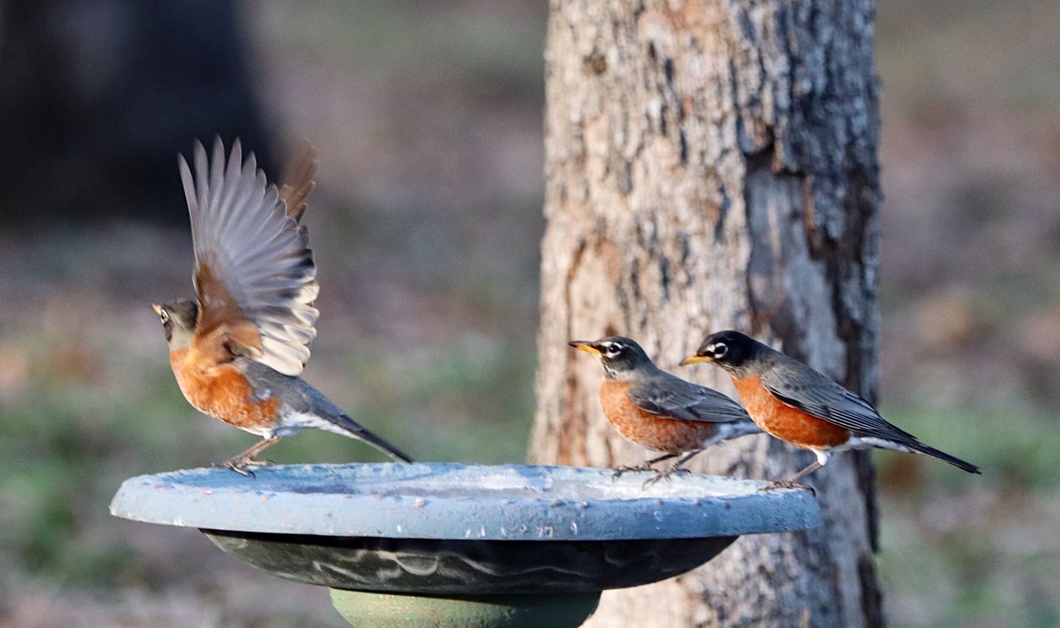 Three robins at a birdbath with one taking flight, capturing a moment of movement in a natural outdoor setting.