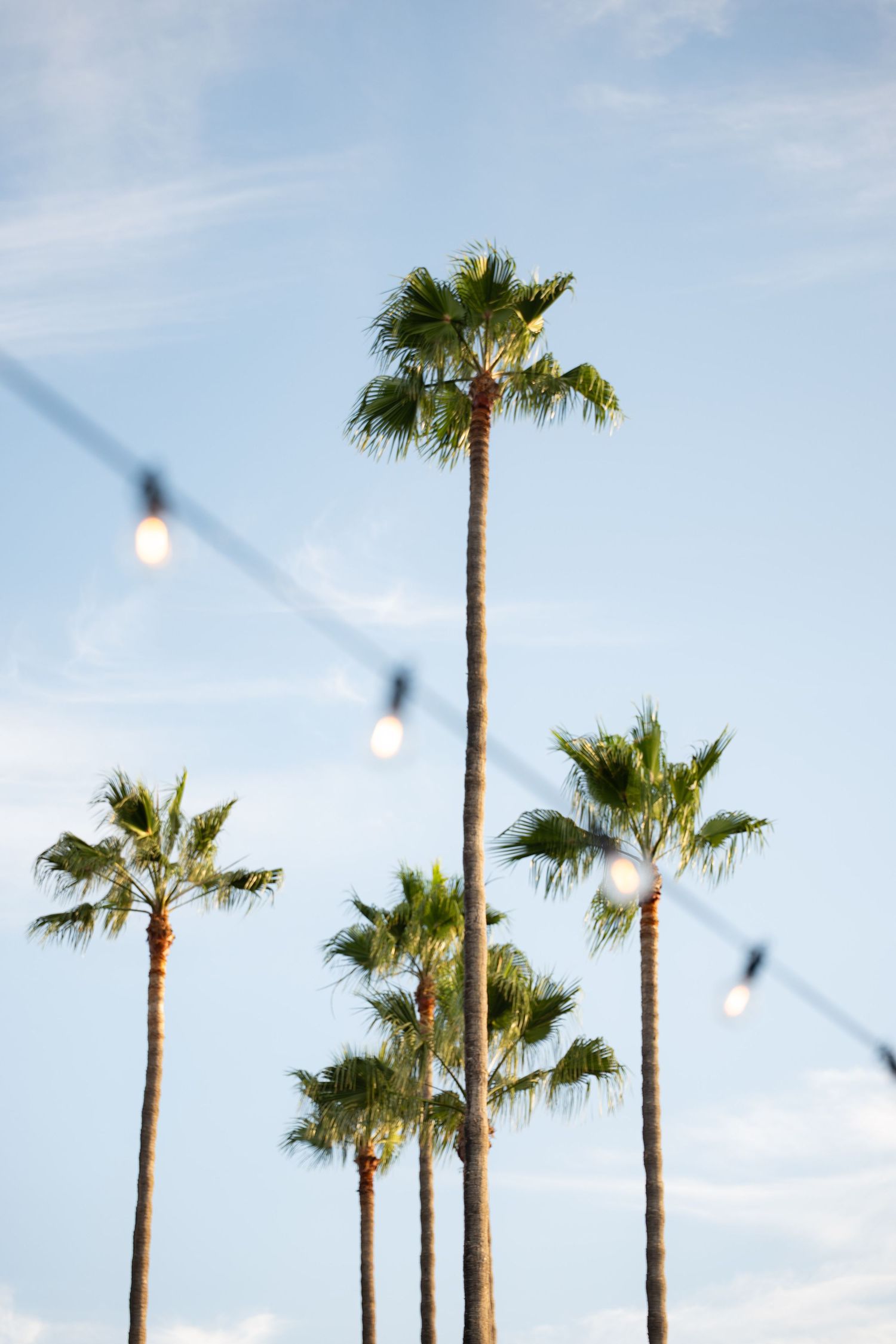 Tall palm trees against a blue sky with blurred string lights in the foreground at a tropical outdoor venue.