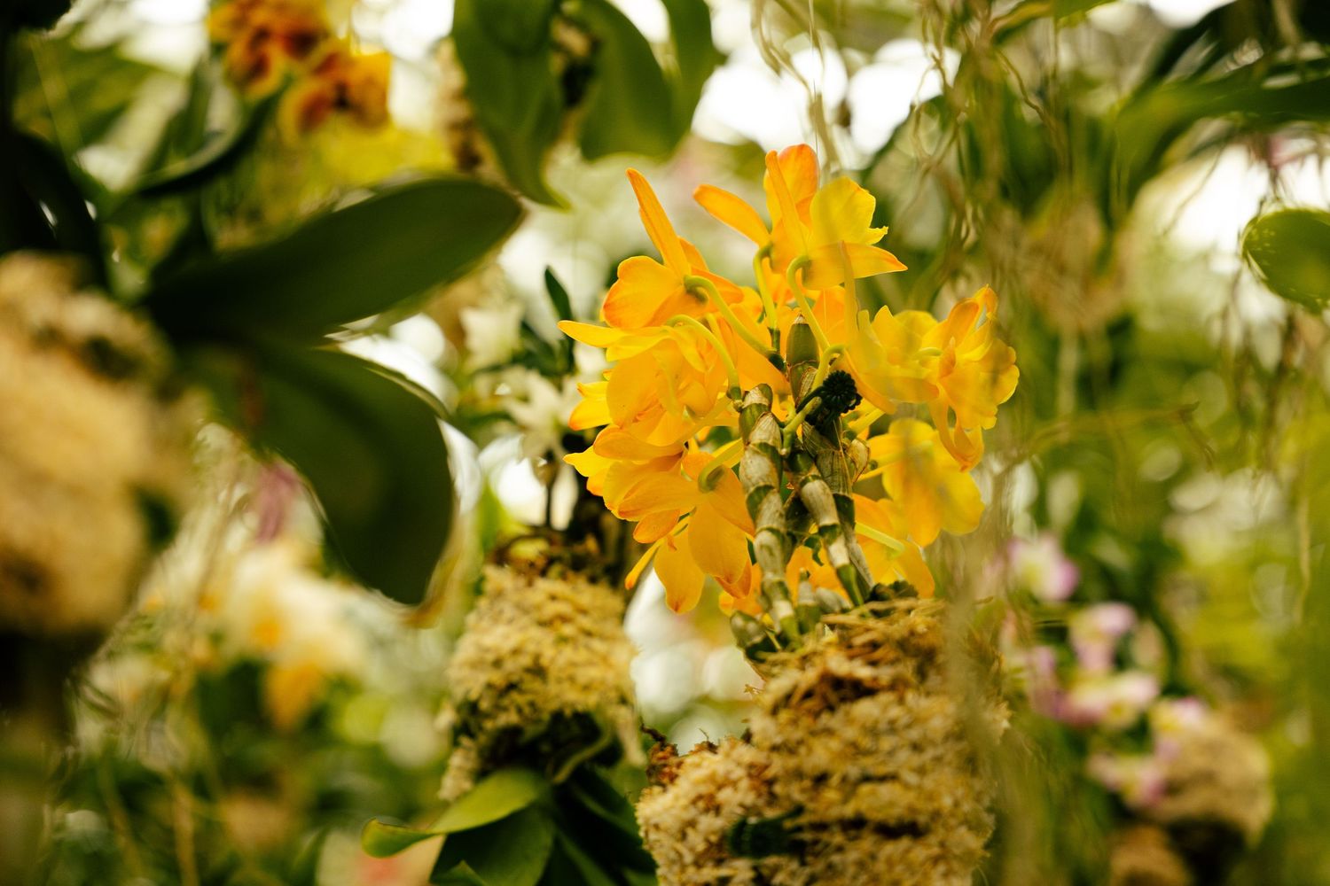 Vibrant yellow orchids bloom among lush green foliage in a tropical greenhouse setting.