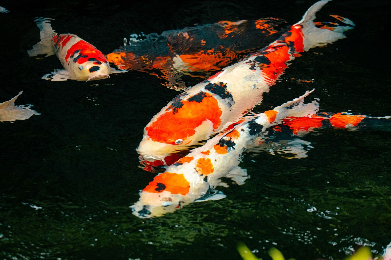 Colorful koi fish swimming in a pond, creating a vibrant and serene aquatic scene.