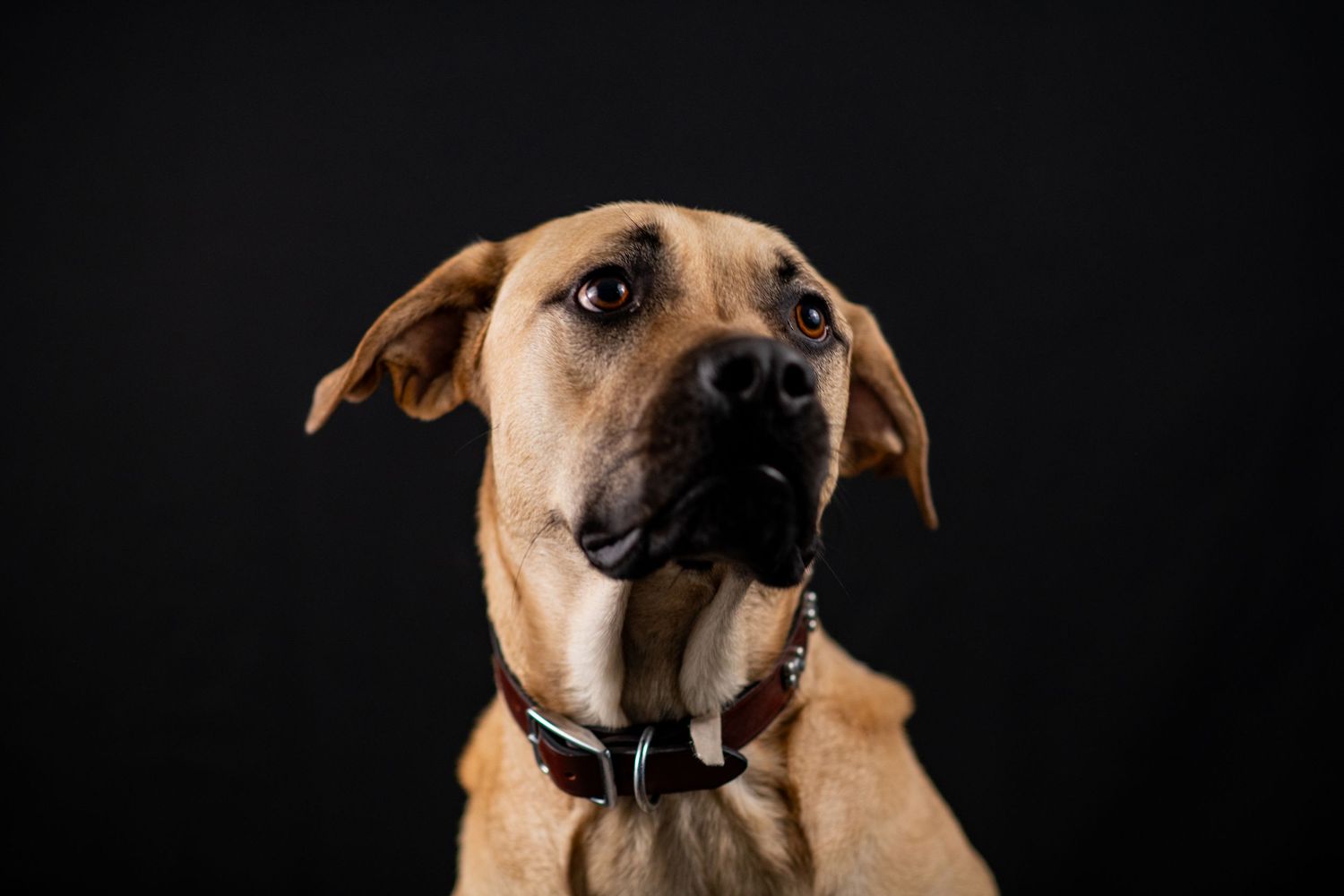 Dog portrait against black studio background.