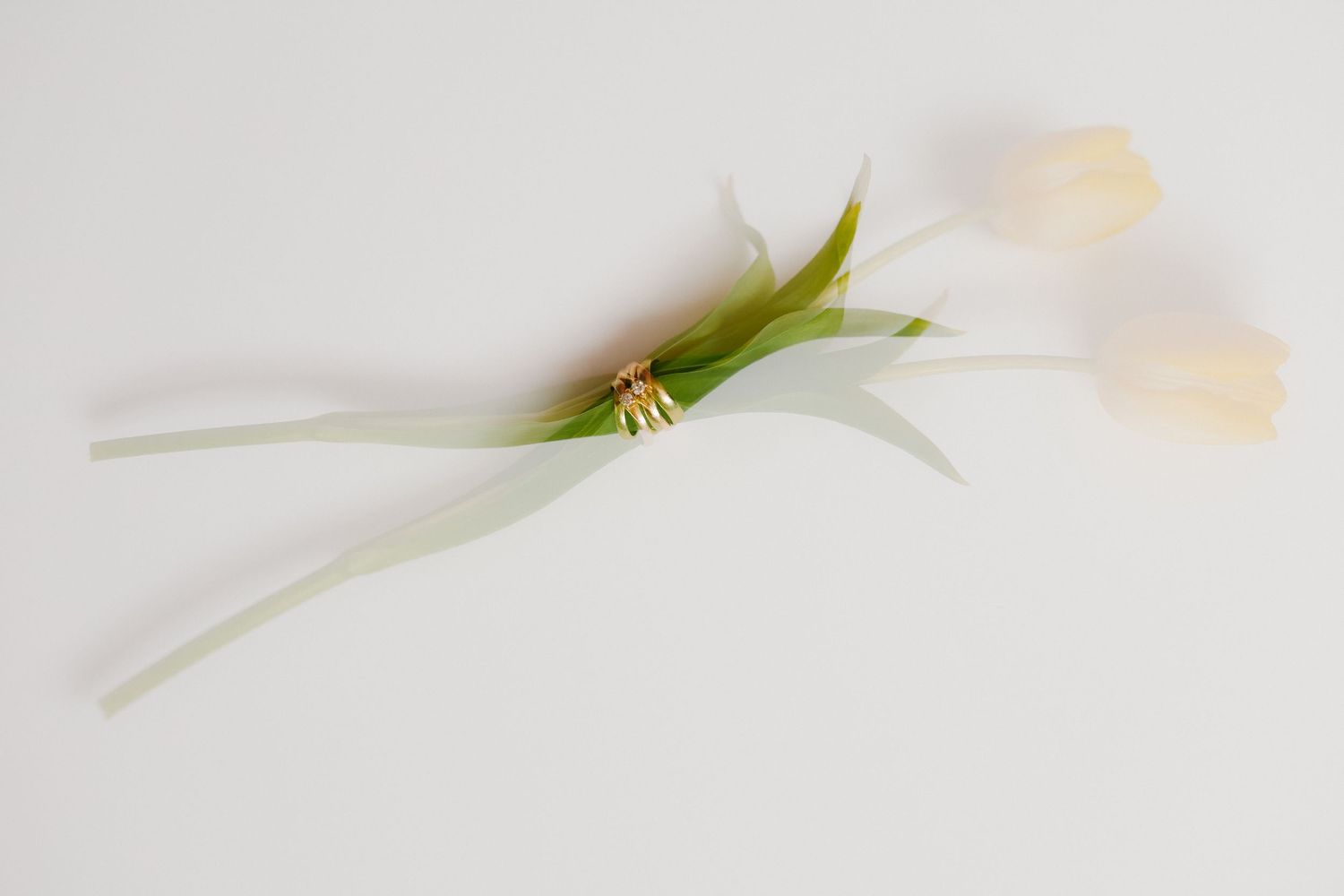 A series of five minimalist photos showing a small green insect on delicate white flower petals against a light background.