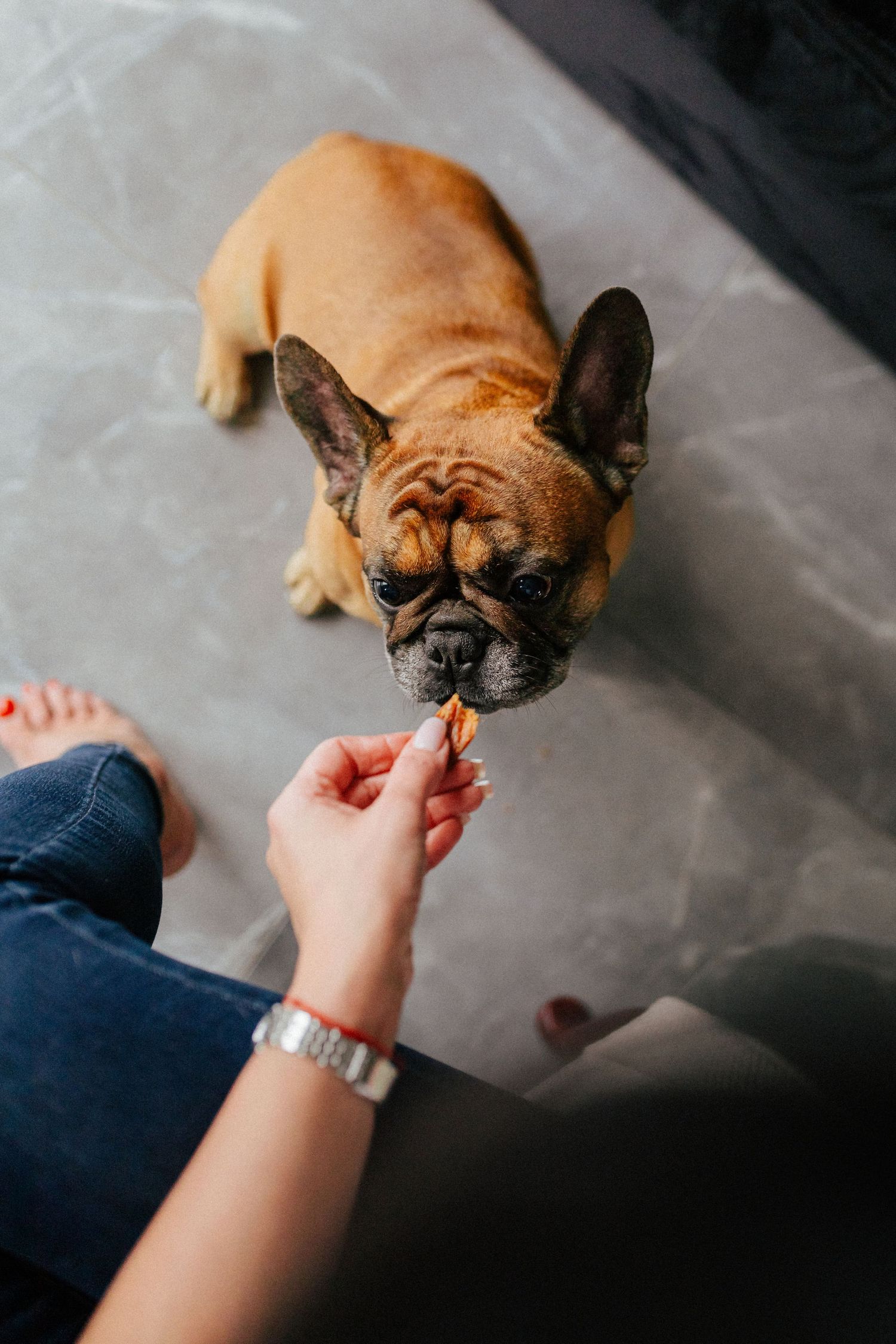 French Bulldog getting treats from person's hand on gray floor.