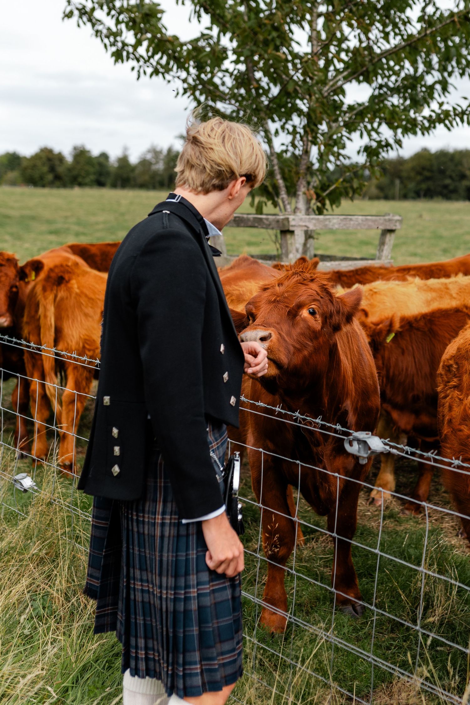 Scottish kilt-wearing figure stands near rustic fence with curious Highland cattle looking on.