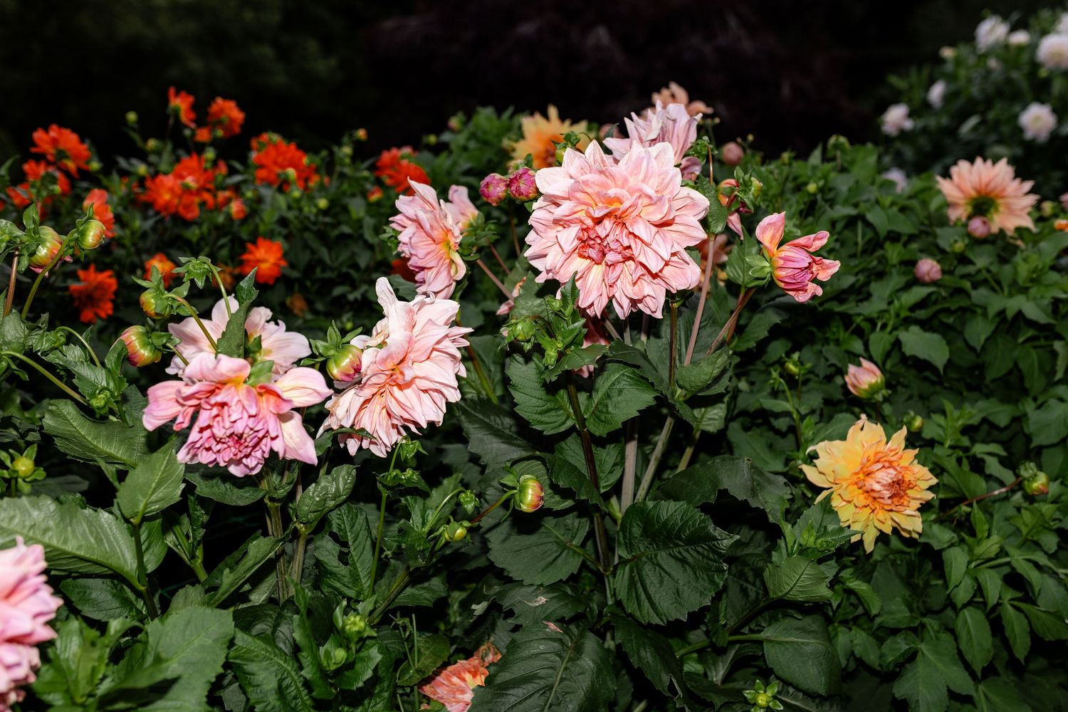 Vibrant pink and peach dahlia flowers blooming in a lush green garden.