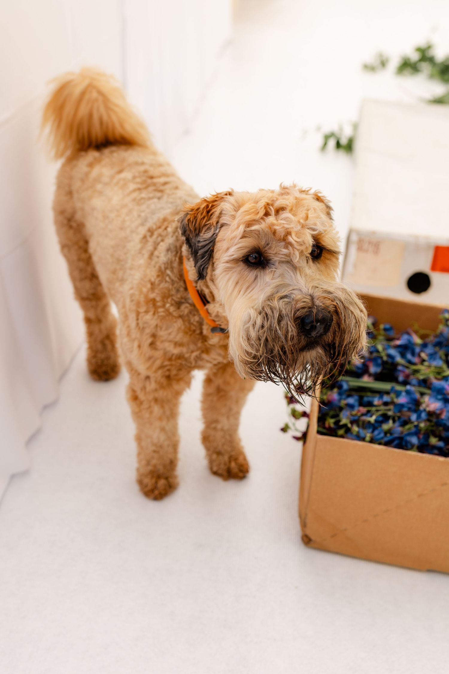 Fluffy brown dog curiously investigating a cardboard box in a sequence of photos.