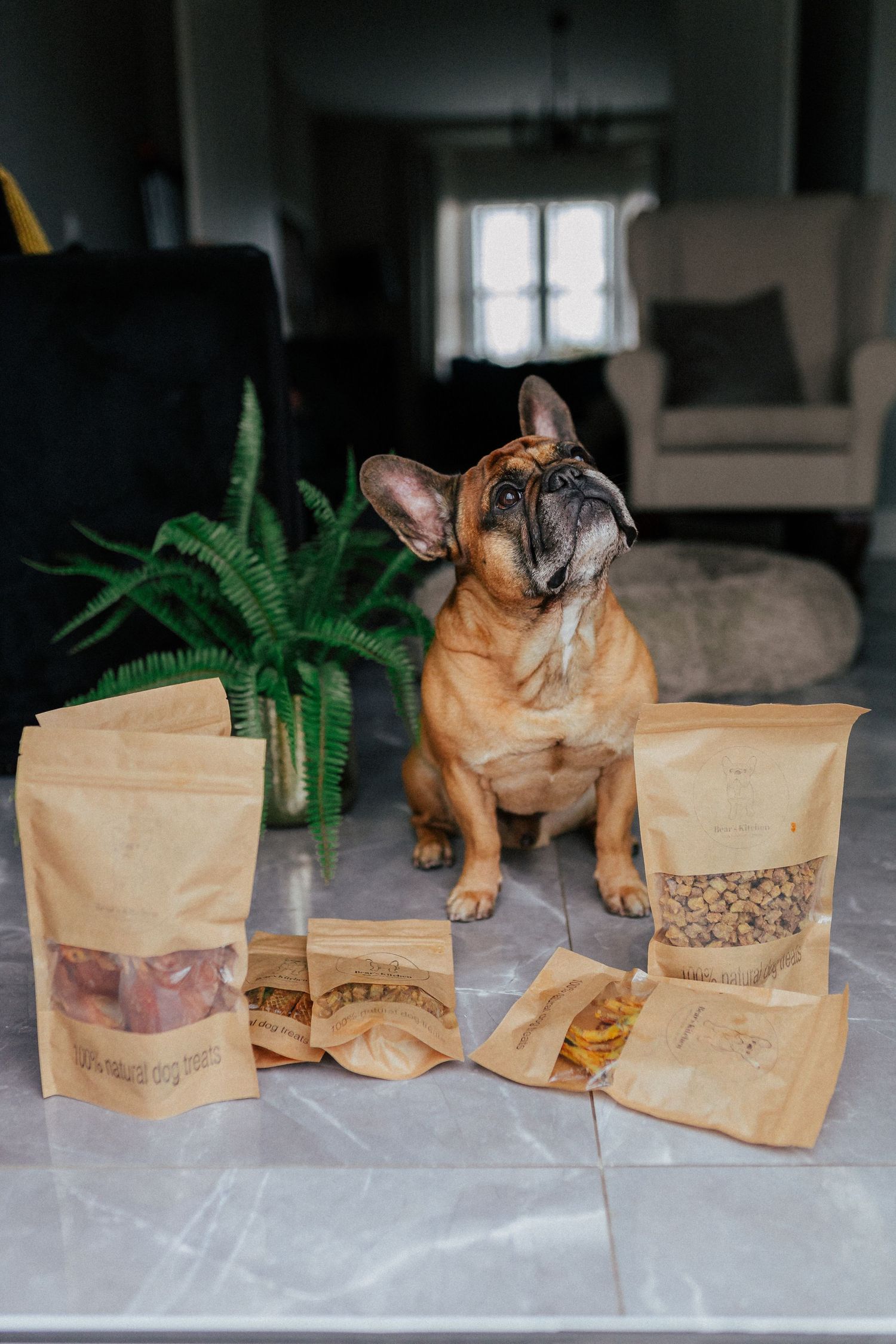 French bulldog examining row of natural dog treat bags on marble surface.