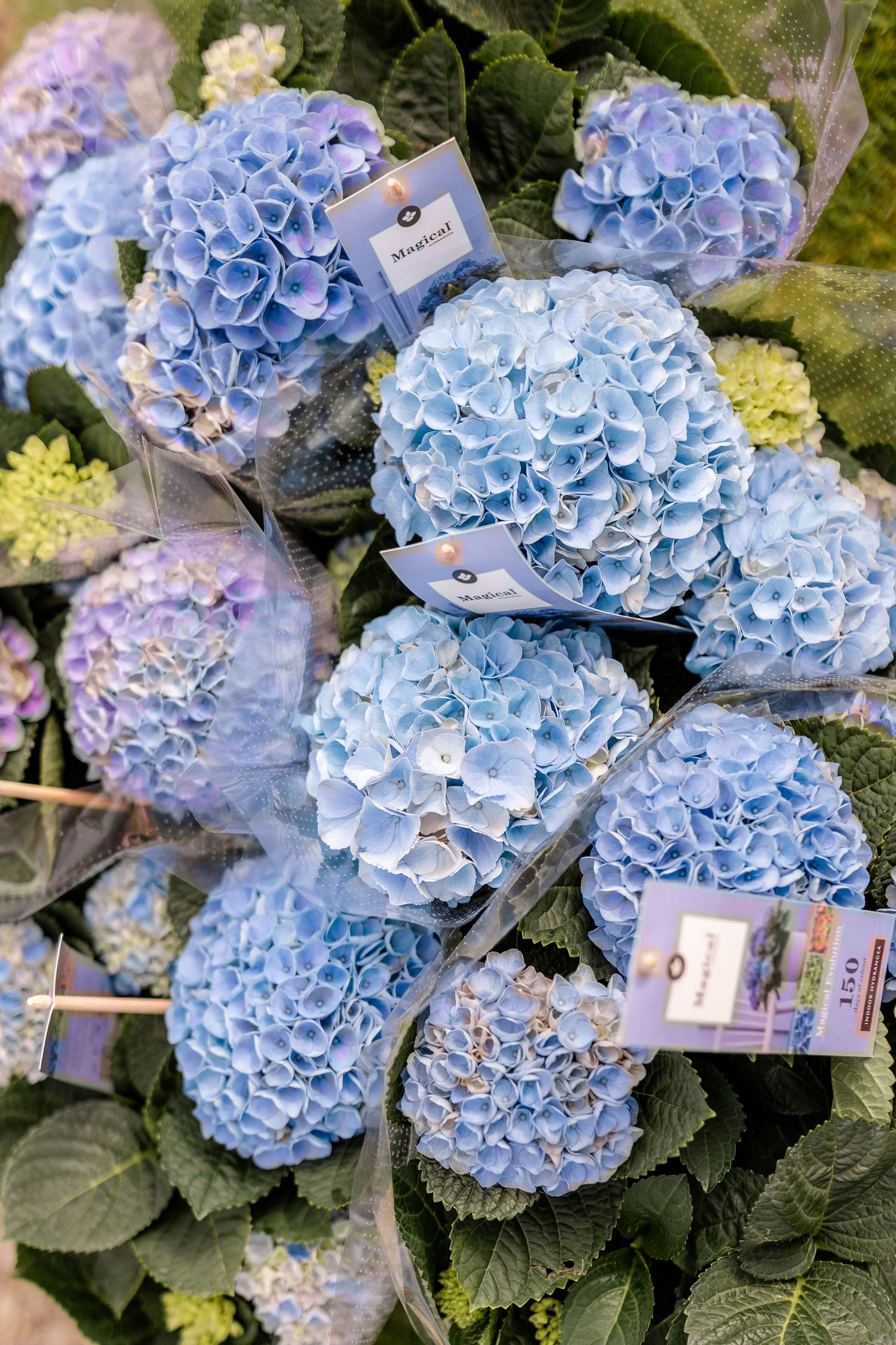 Beautiful blue hydrangea blooms with delicate petals clustered together in a garden setting.