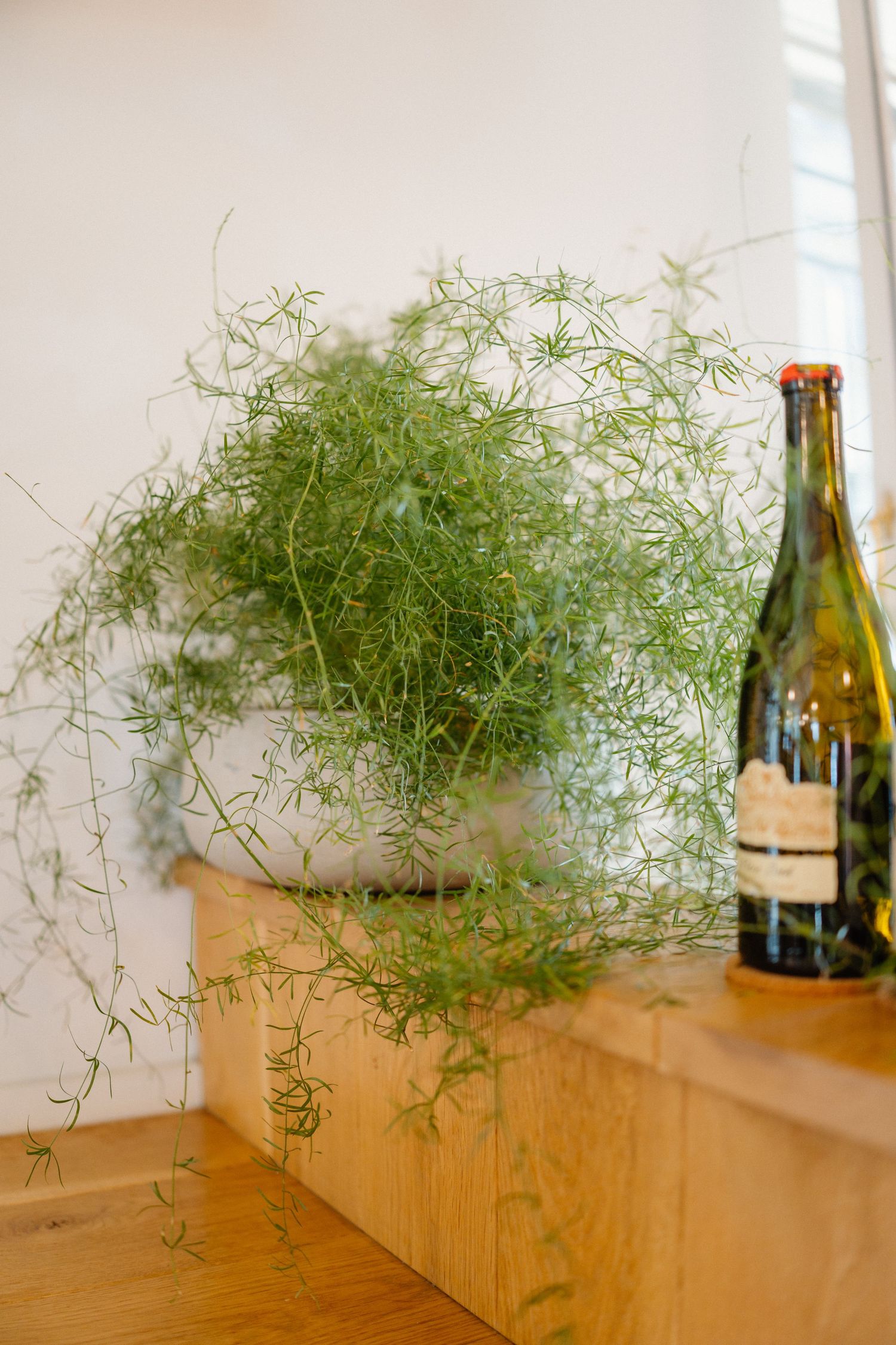 Lush green asparagus fern plant in wooden planter beside vintage wine bottle on wooden shelf.