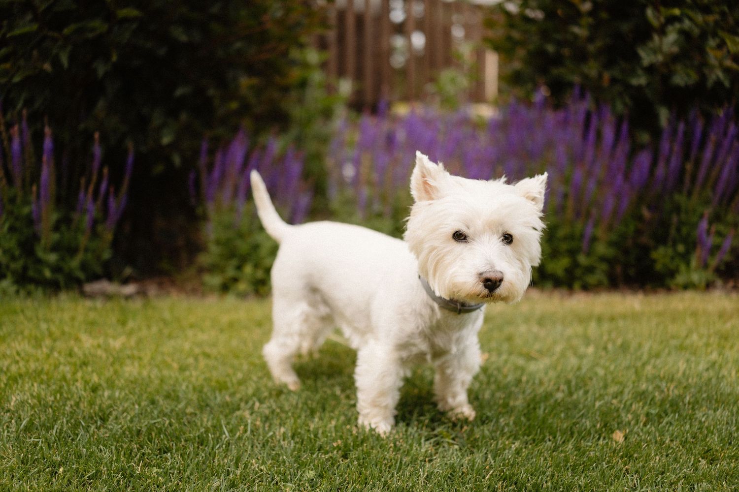 White westie dog playing and running on green grass near purple flowers.