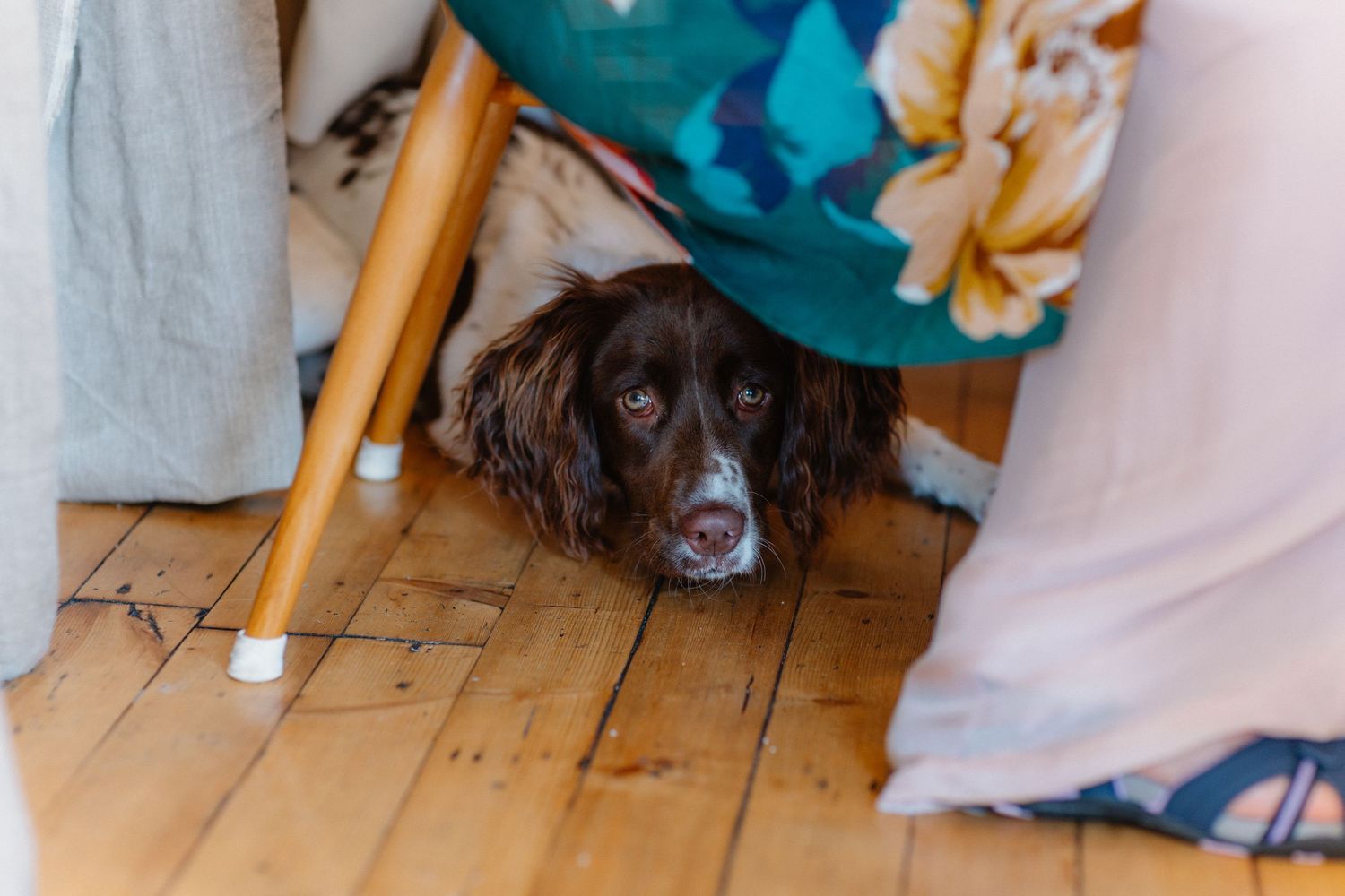 A brown spaniel dog hiding shyly under a chair on a wooden floor during a wedding.