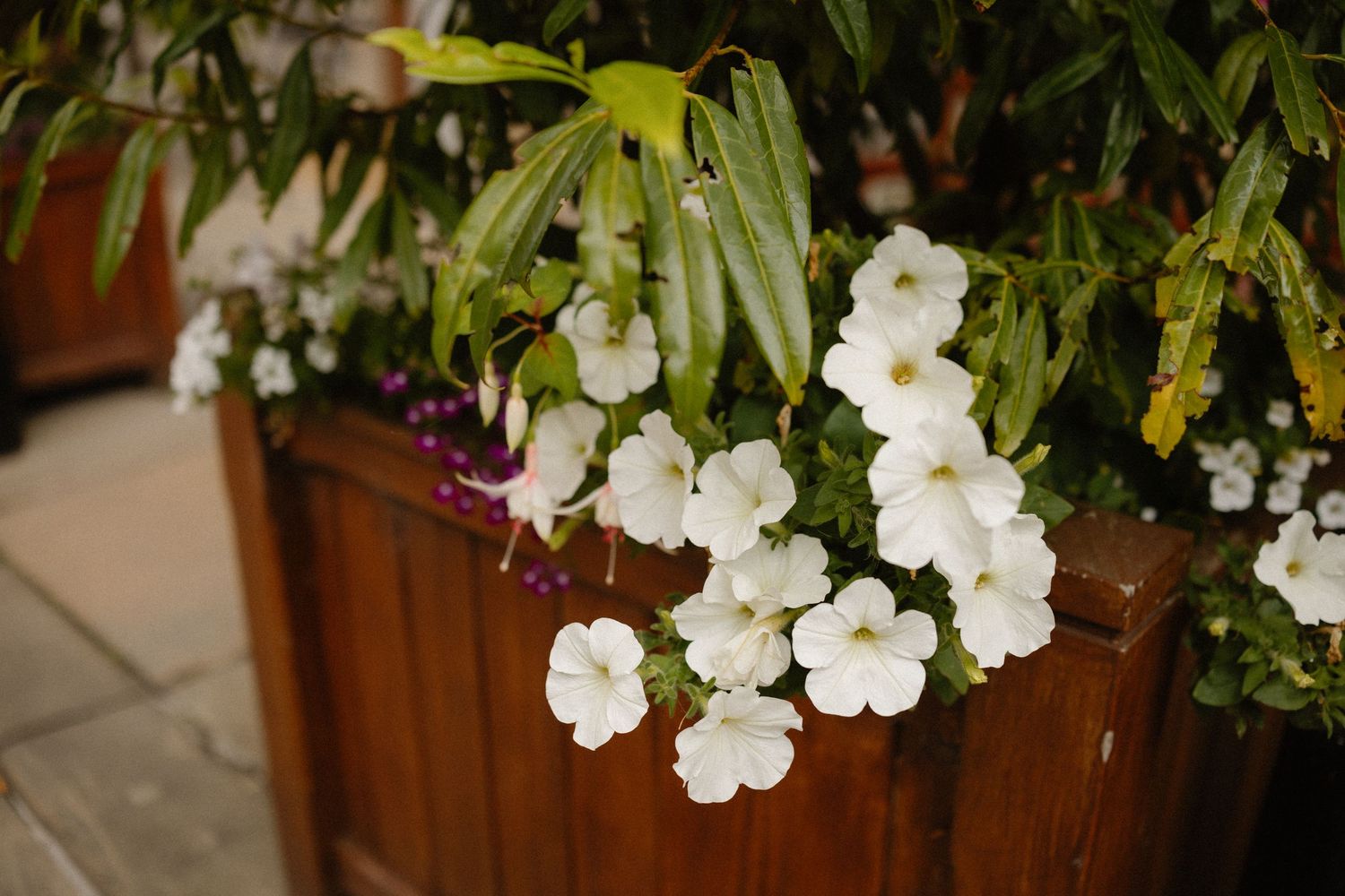 White petunias cascading over a wooden planter box with lush green foliage in an outdoor garden setting.
