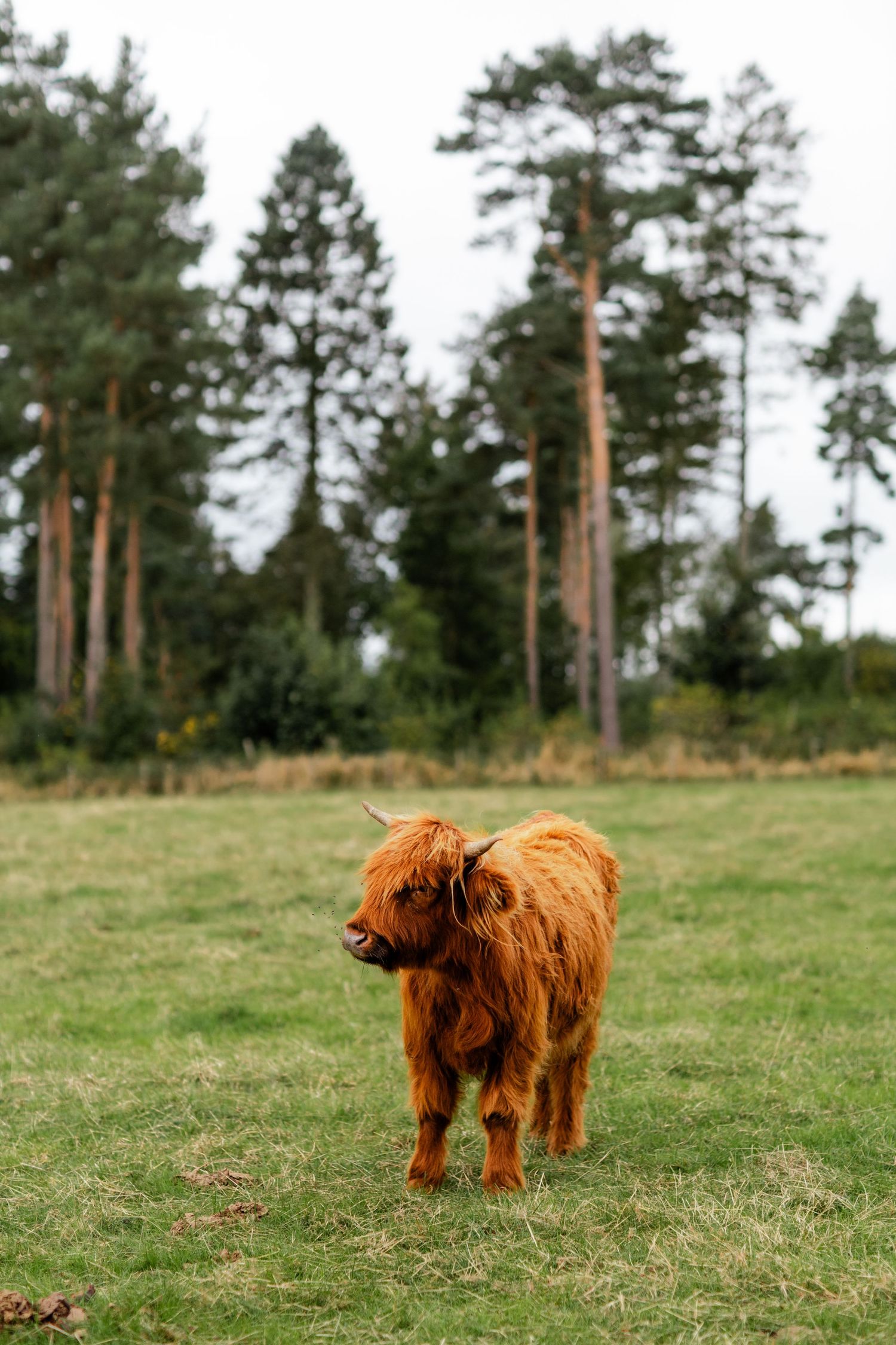 Fluffy Highland cow calf with long orange fur grazing in a green field with pine trees.