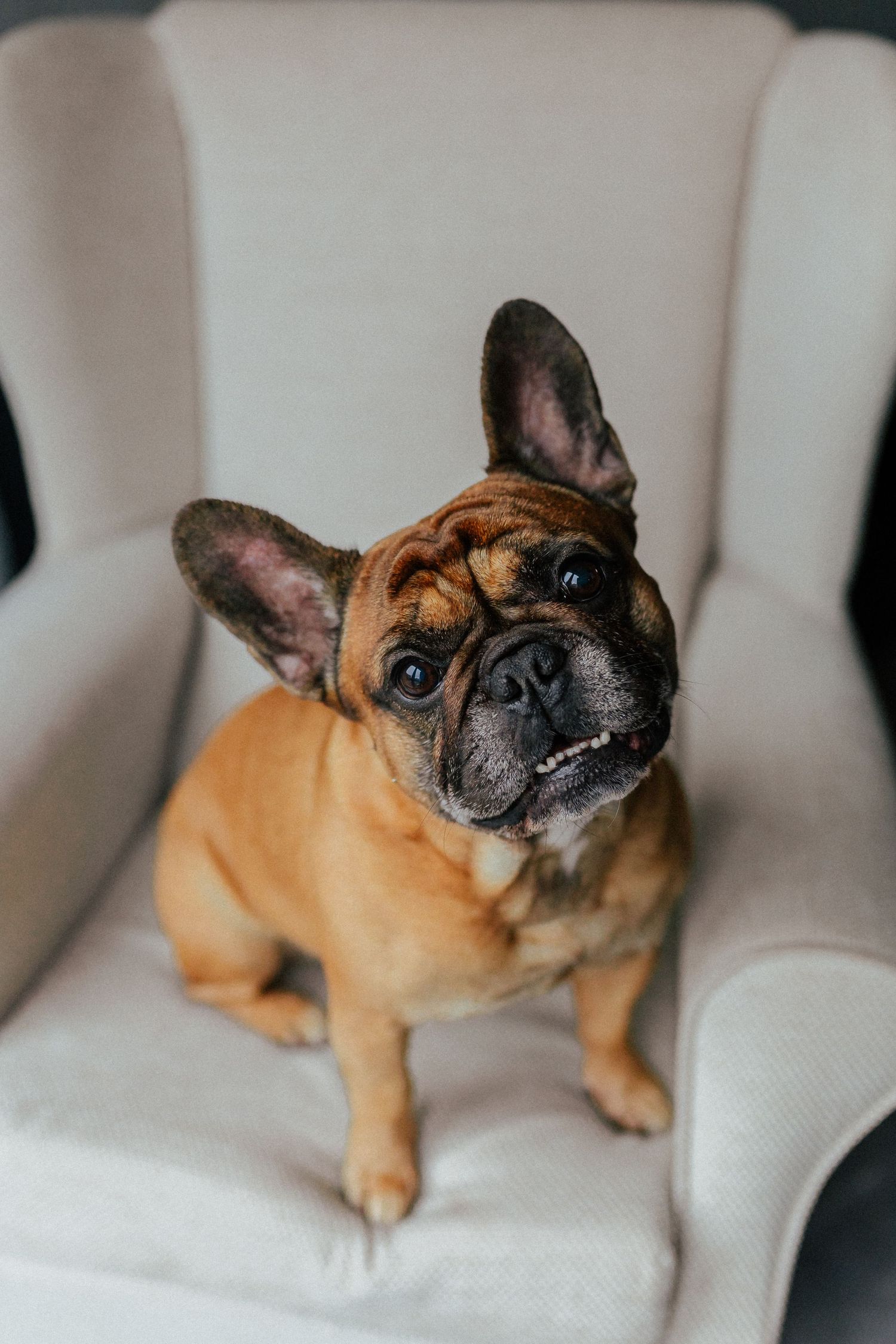 Tan French Bulldog sitting on white chair looking up with expressive face.