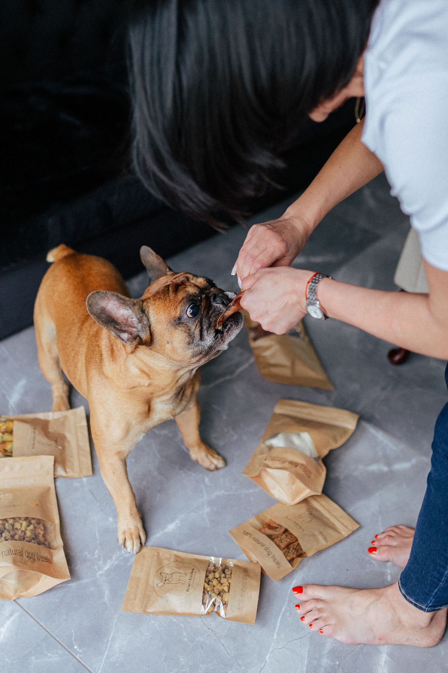 Person feeding treats to excited French Bulldog from paper bags.