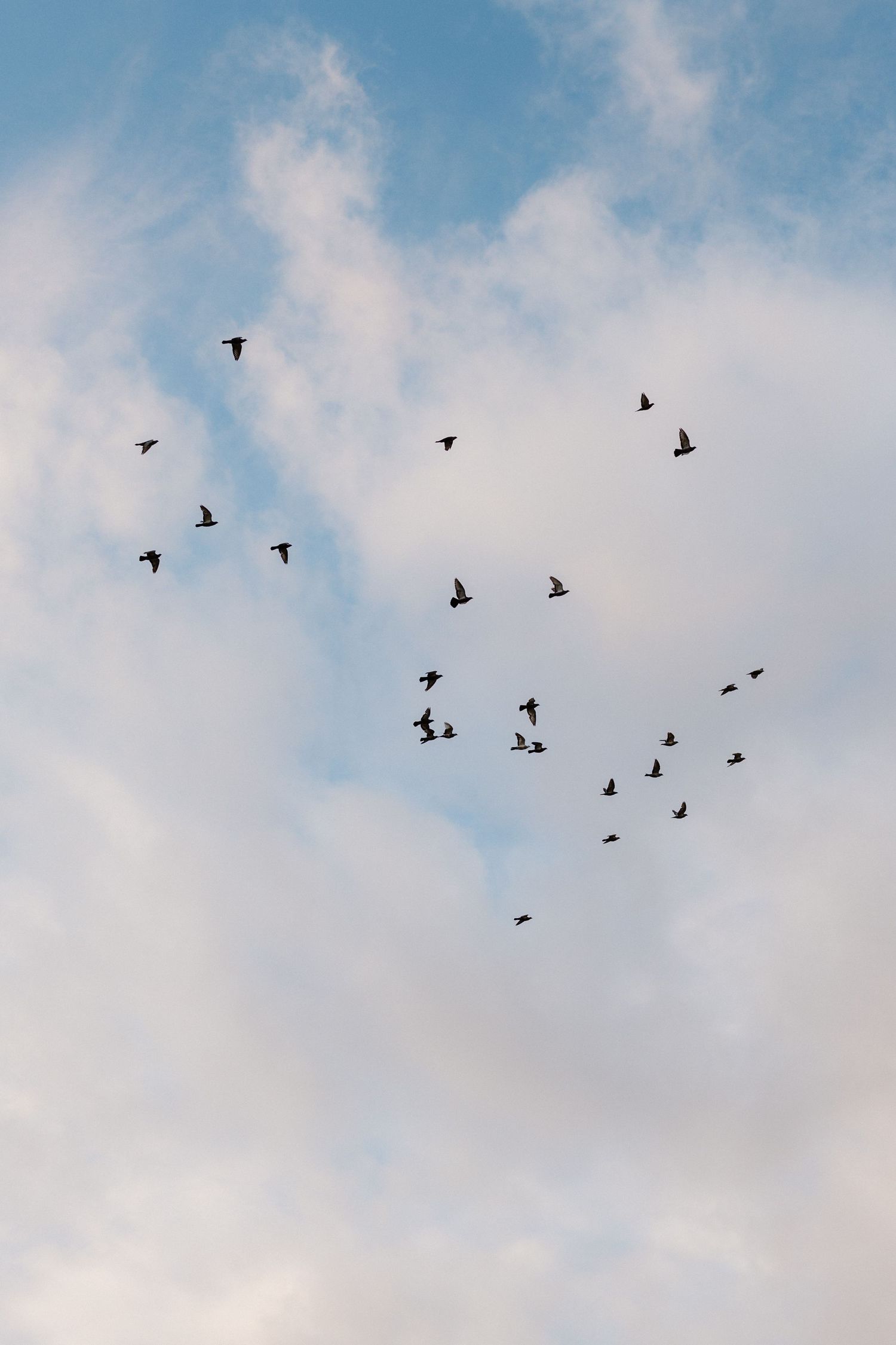 A flock of birds soaring against a cloudy blue sky in a scattered formation.