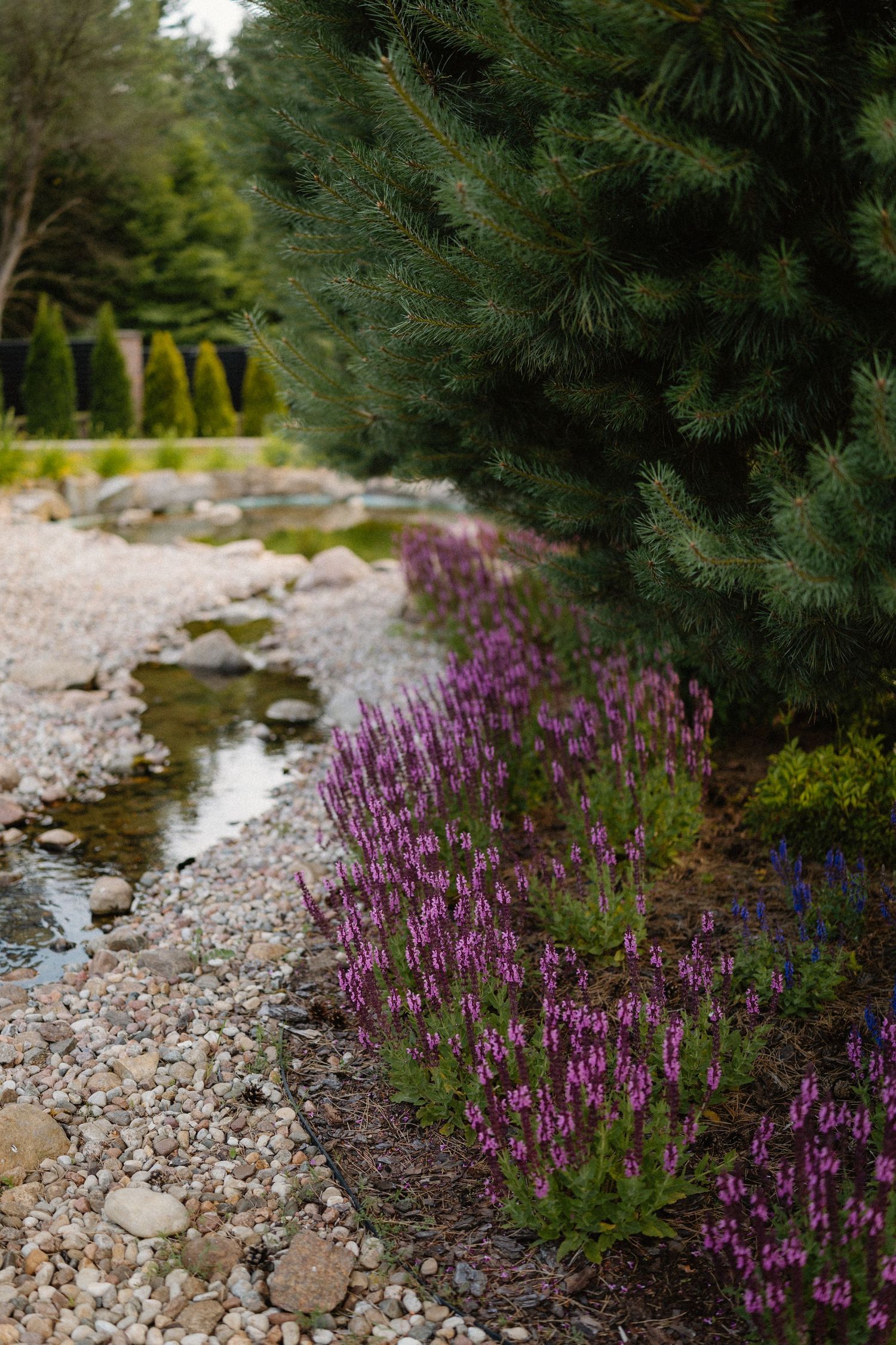 Purple liatris flowers growing along a rocky garden path beneath evergreen trees.