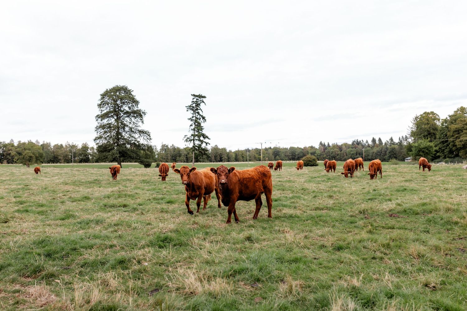 Brown cattle grazing in a vast green pasture with trees in the background.