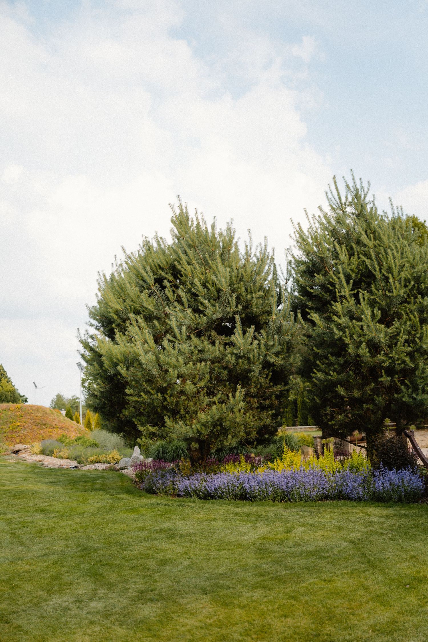 Landscaped garden with evergreen trees and purple flowers along a grassy slope.