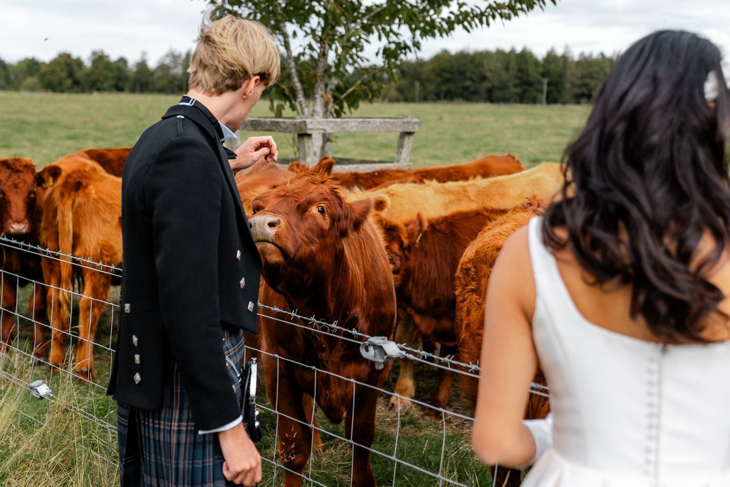 A couple poses with curious brown cows at their rustic outdoor wedding photoshoot.