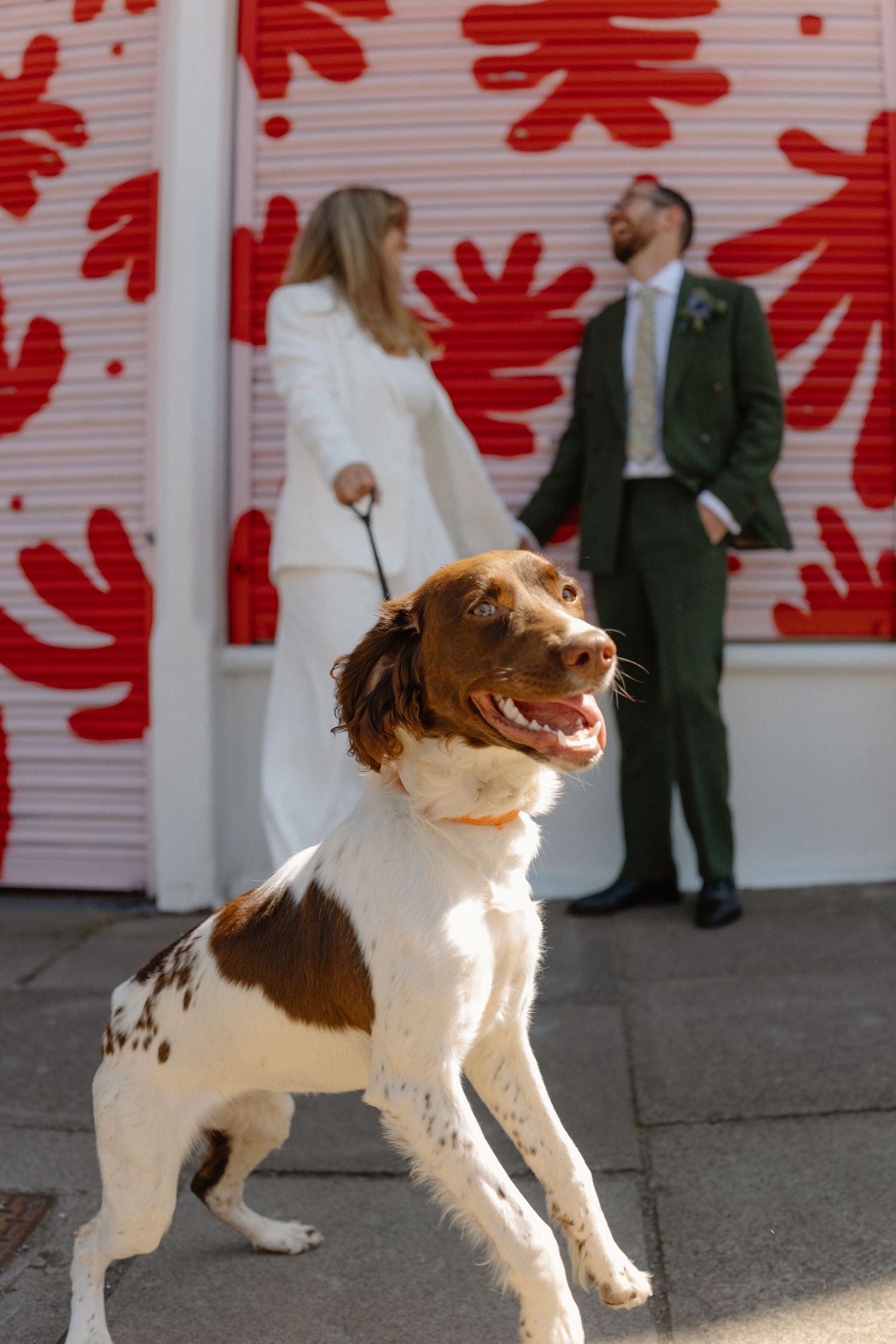 A brown and white dog runs playfully in front of a wall decorated with red floral designs.