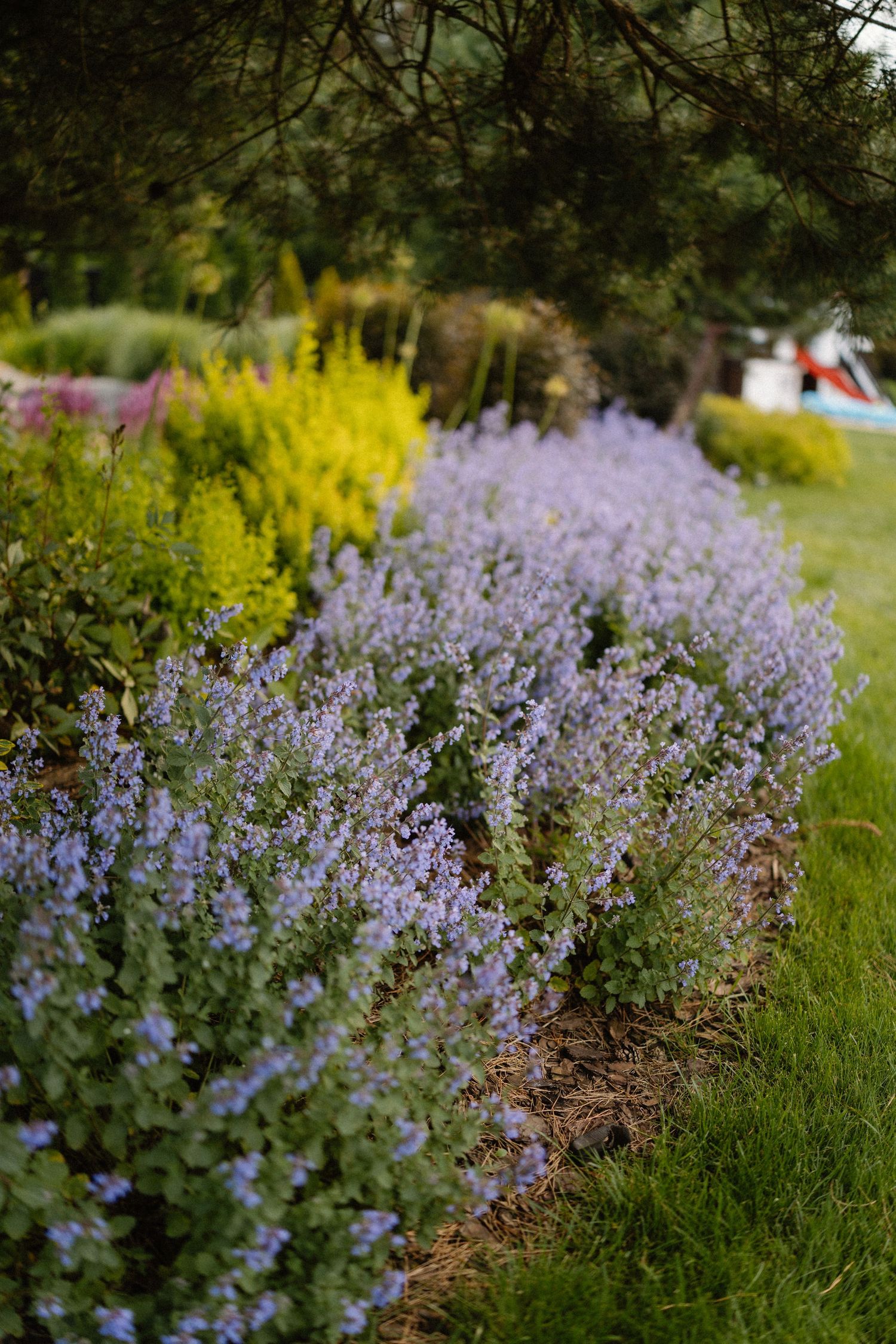 Purple wildflowers blooming alongside yellow forsythia bushes in a garden landscape.