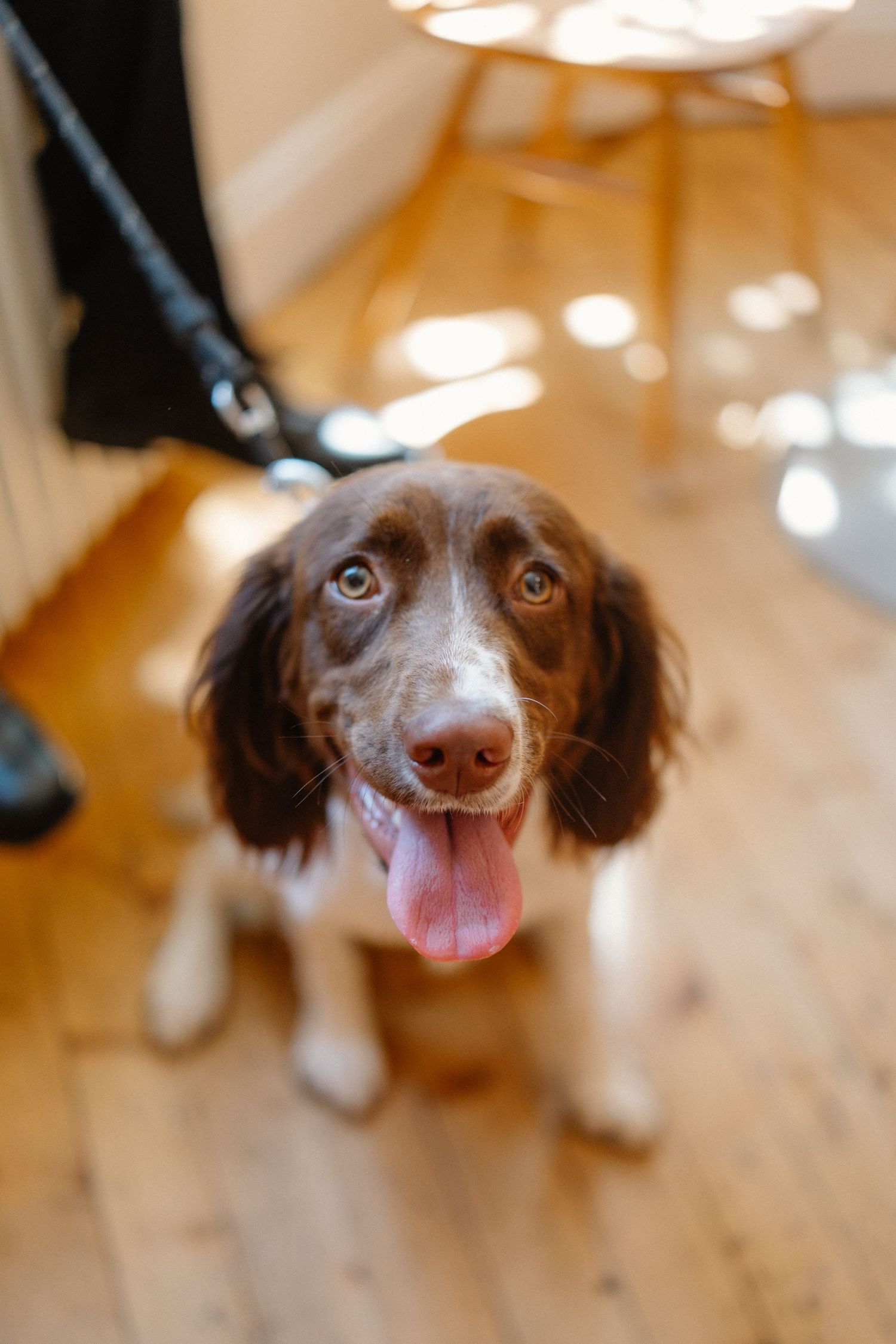 Close-up portraits of a happy brown and white dog with tongue out.