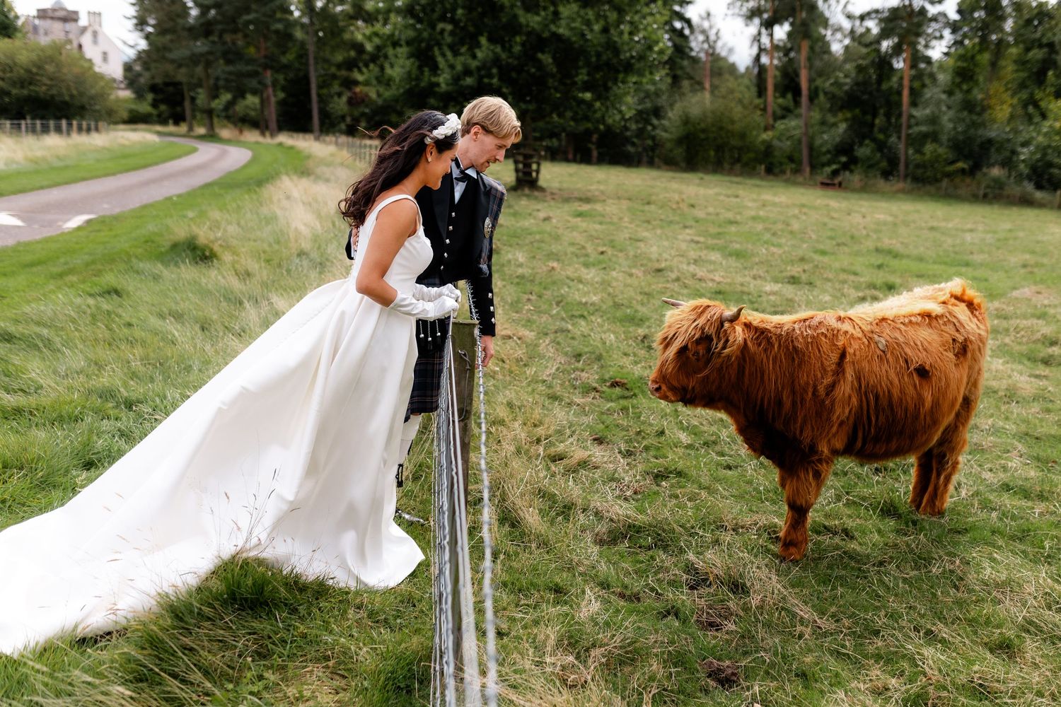 A wedding couple encounters a Highland cow while posing near a fence in the countryside.